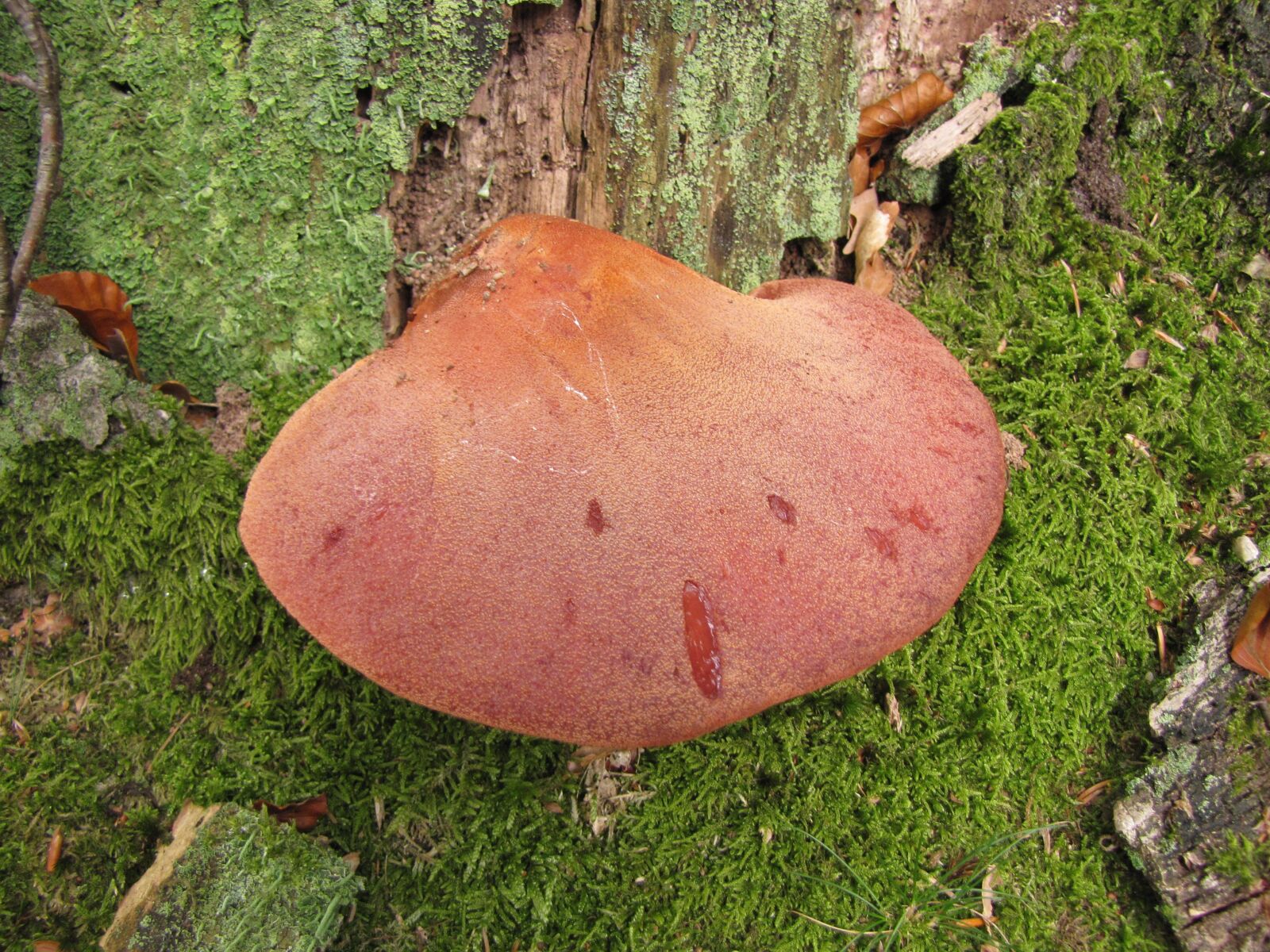 Canon PowerShot SX10 IS sample photo. Beefsteak mushroom, stump, autumn photography