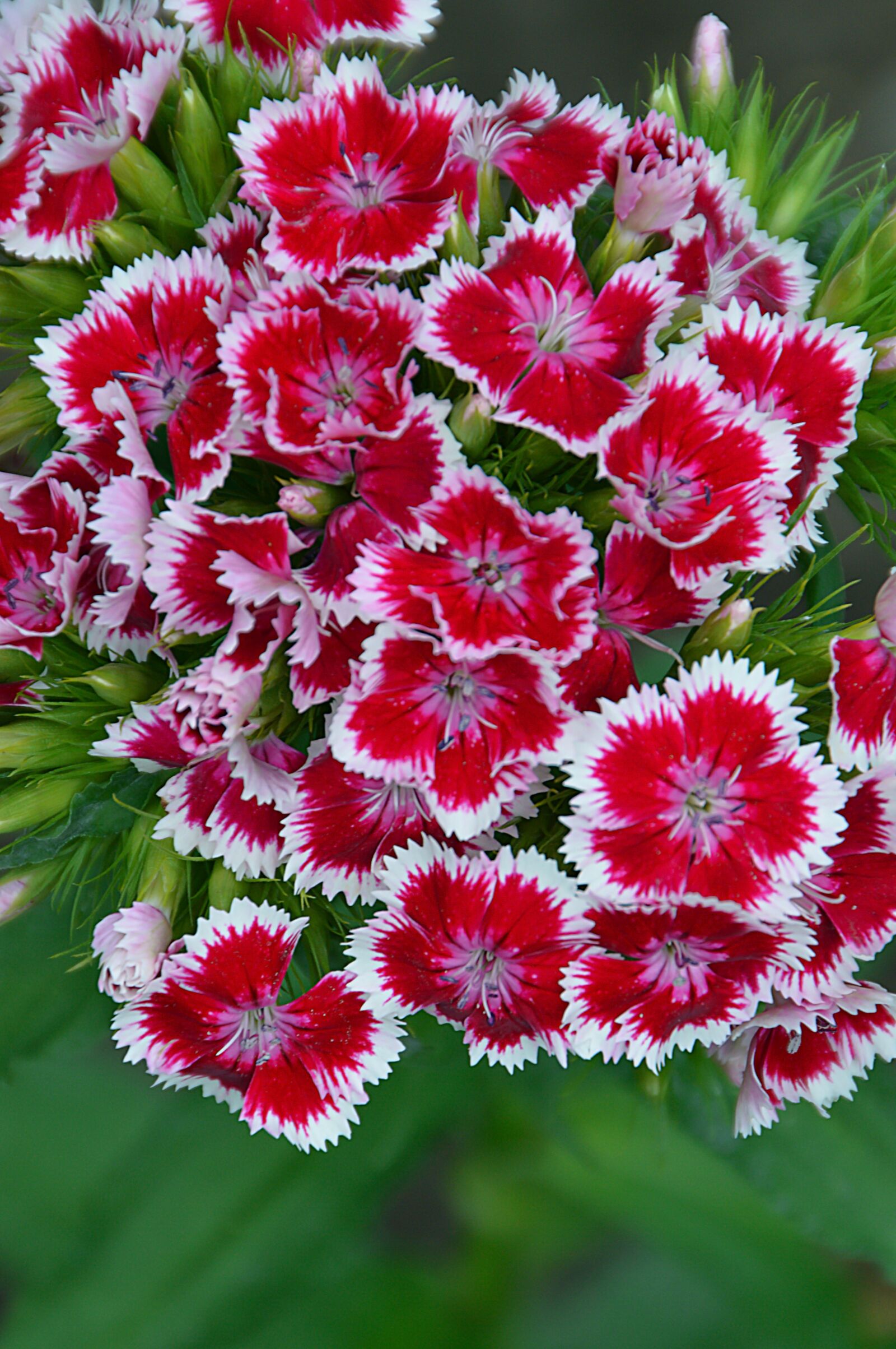 Nikon D3200 sample photo. Flower, nature, plant photography