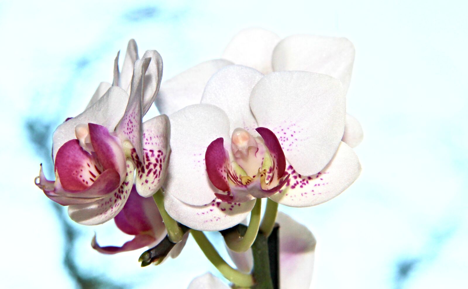 Canon EOS 1100D (EOS Rebel T3 / EOS Kiss X50) sample photo. Orchid, flowers, flower photography