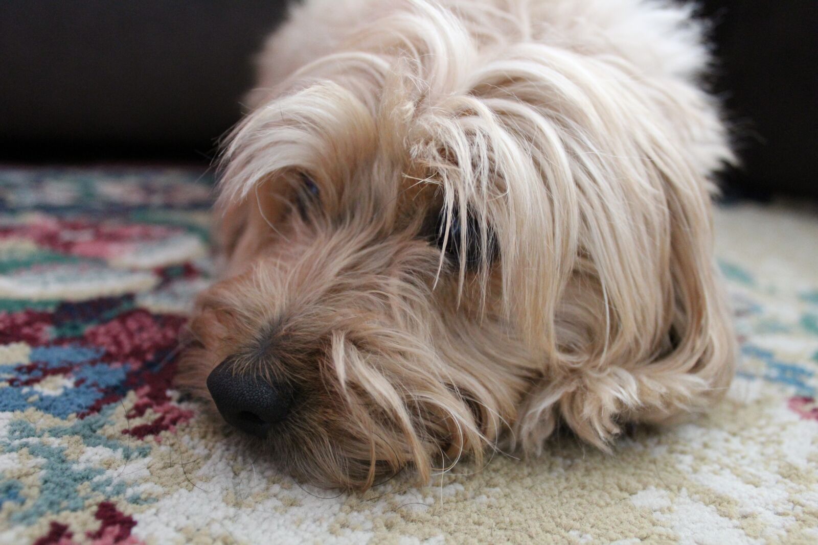 Canon EOS 1300D (EOS Rebel T6 / EOS Kiss X80) sample photo. Dog, sad, terrier photography