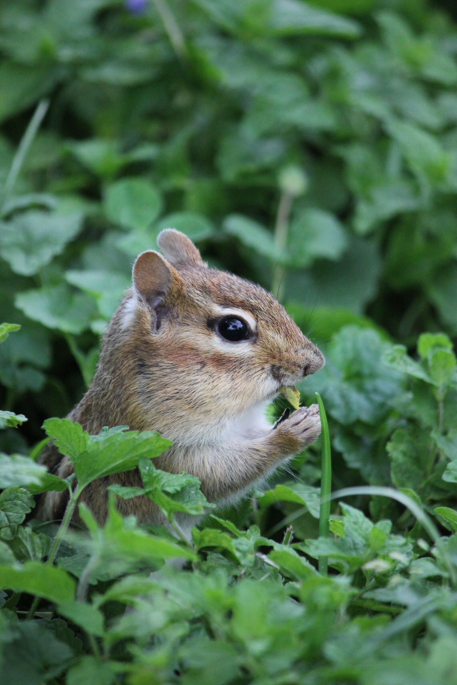 Canon EOS 550D (EOS Rebel T2i / EOS Kiss X4) sample photo. Chipmunk, nature, rodent photography