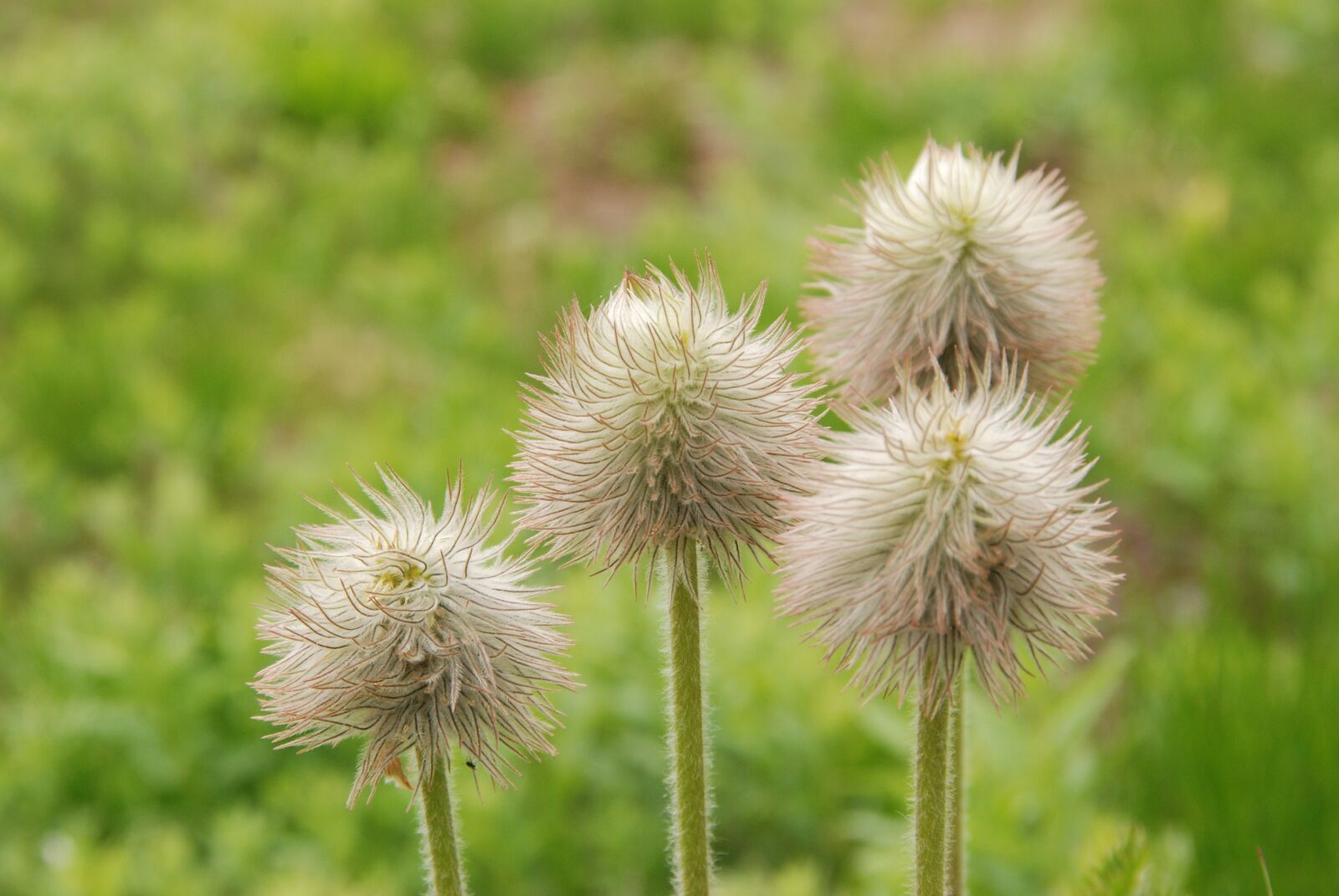 Nikon D80 sample photo. Flower, plant, flora photography