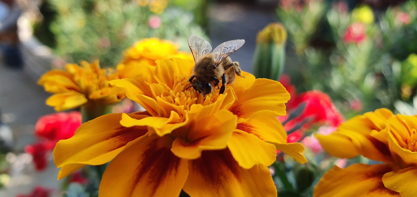 Samsung Galaxy S10 sample photo. Bee, marigold, garden photography