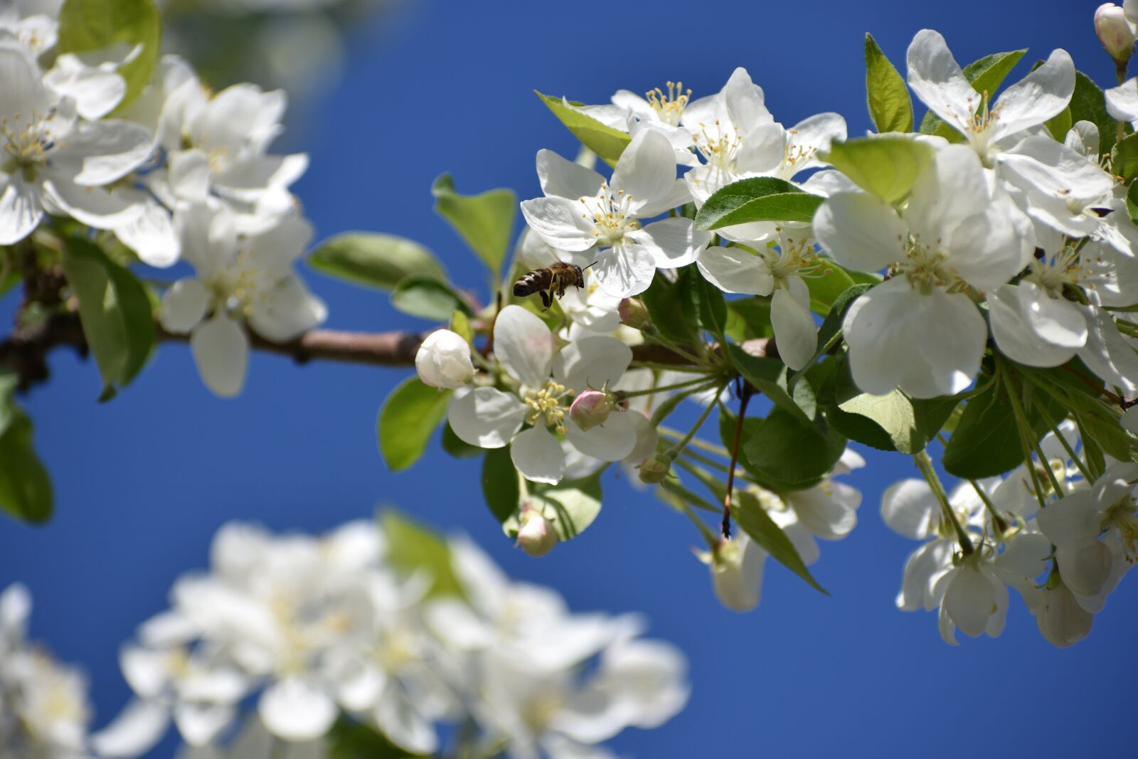 Nikon D3400 sample photo. Apple tree, color, bee photography