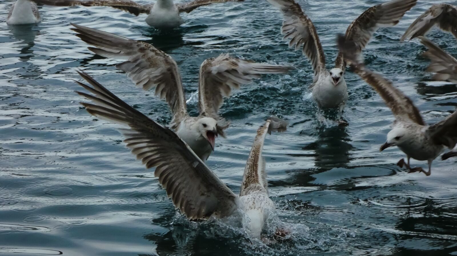 Panasonic Lumix DC-FZ80 (Lumix DC-FZ82) sample photo. Gulls, sea, water photography
