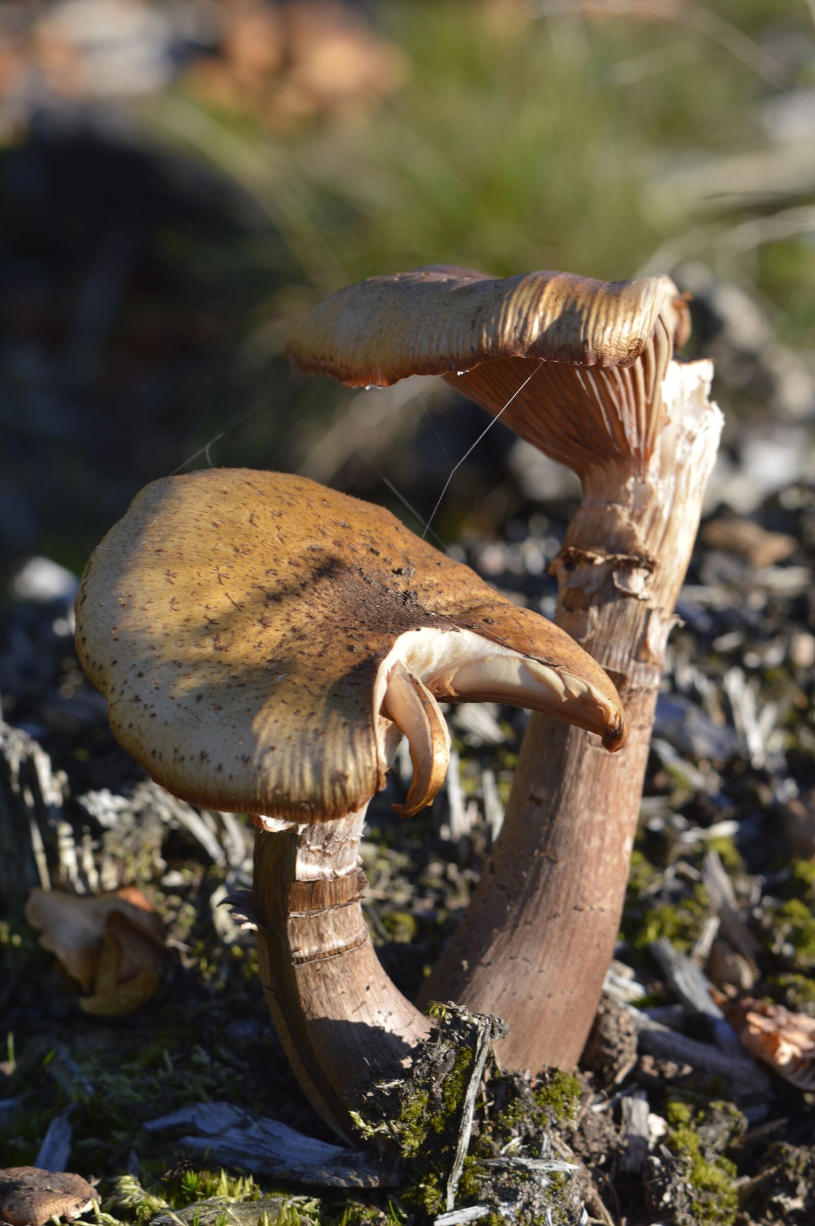 Nikon D3200 sample photo. Mushrooms, forest, toxic photography