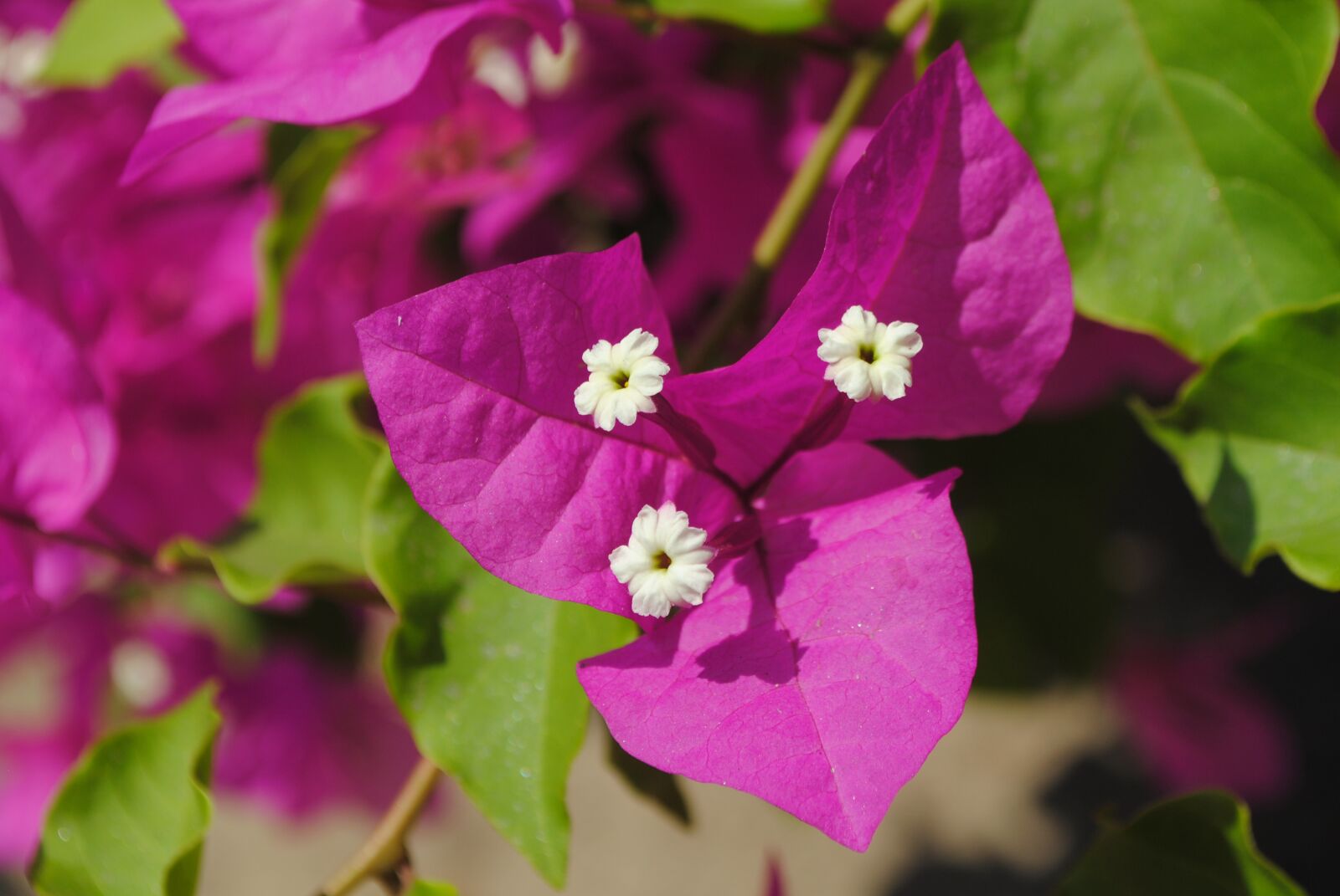 Nikon D3000 sample photo. Flower, plant, africa photography