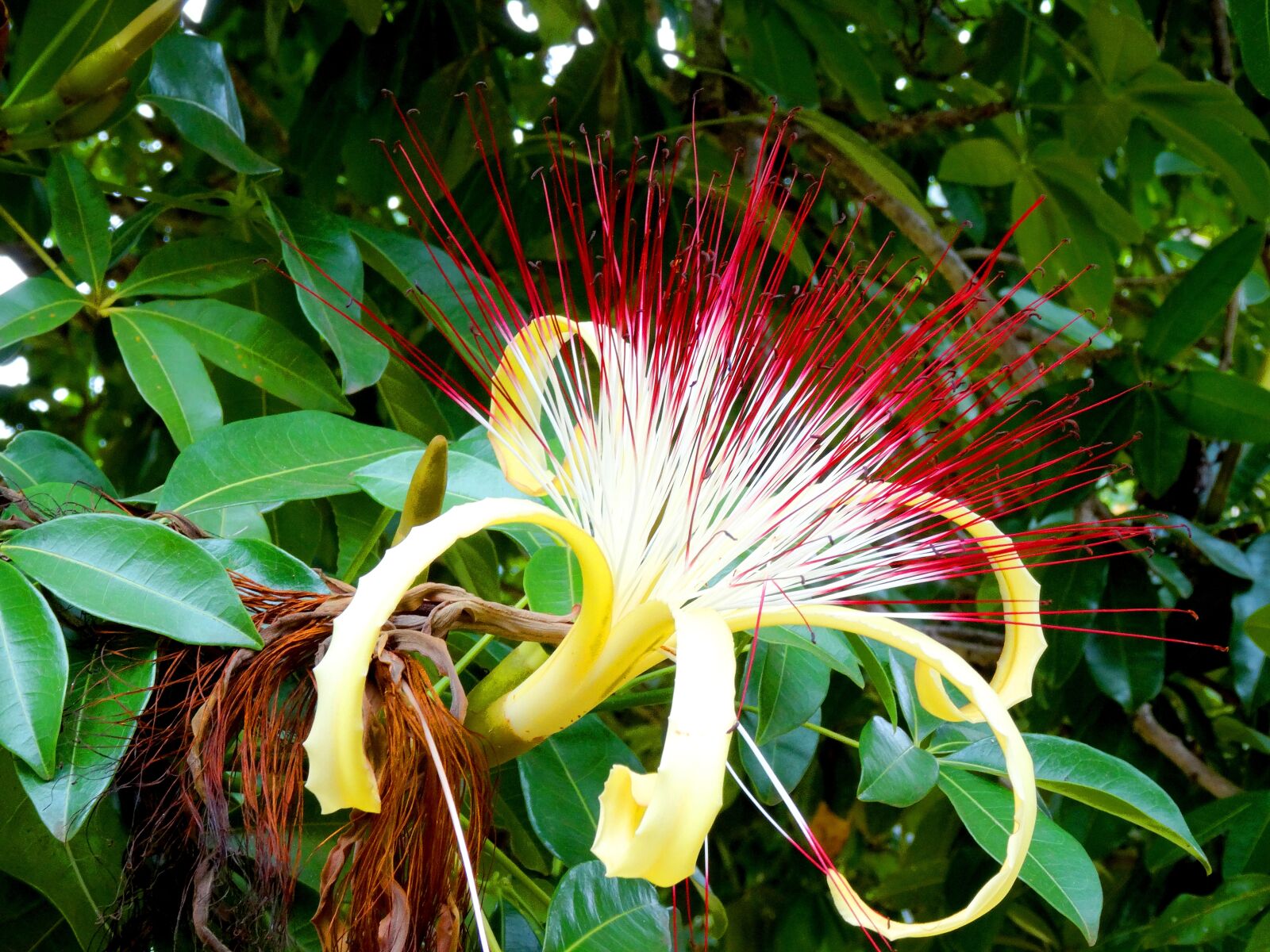 Sony Cyber-shot DSC-HX50V sample photo. Flower, nature, plant photography