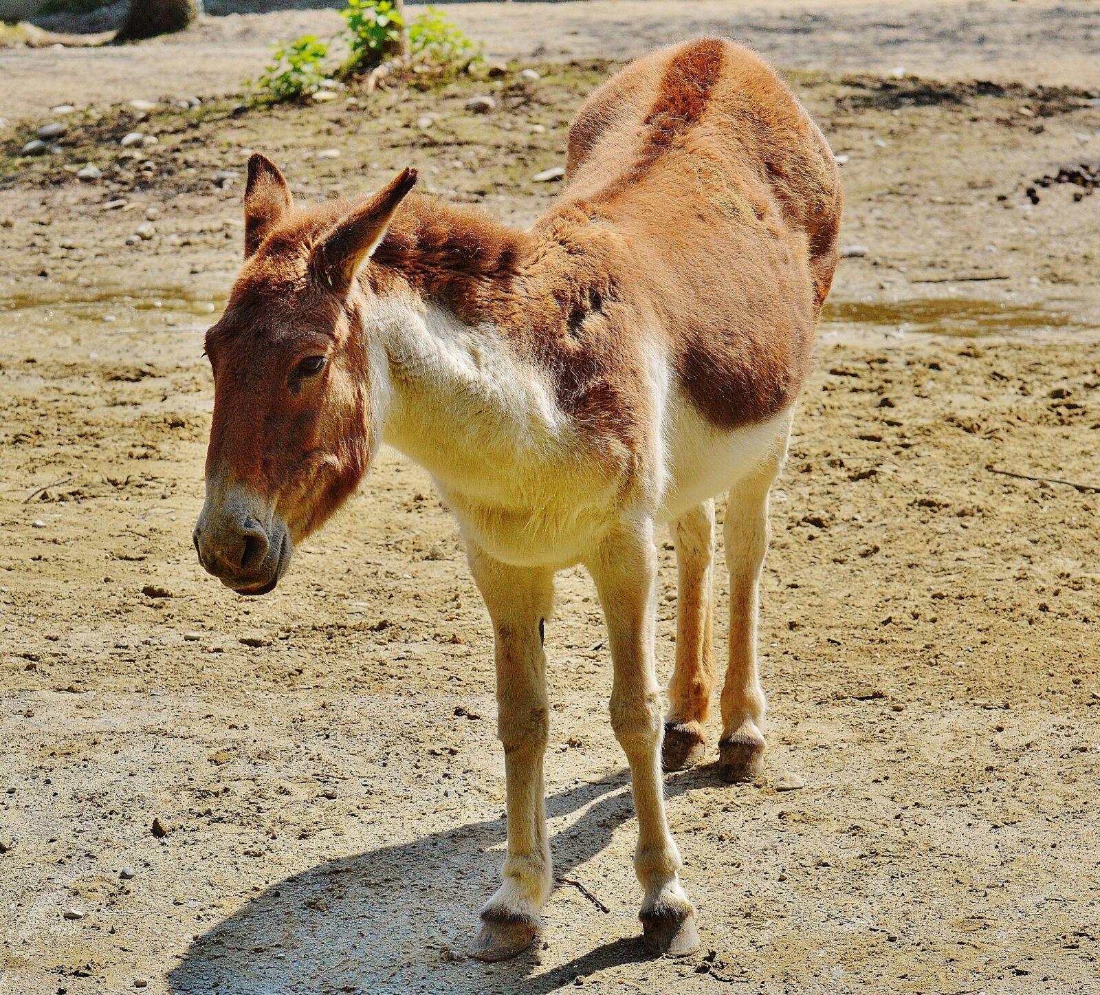 Nikon D3200 sample photo. Donkey, animal, cute photography