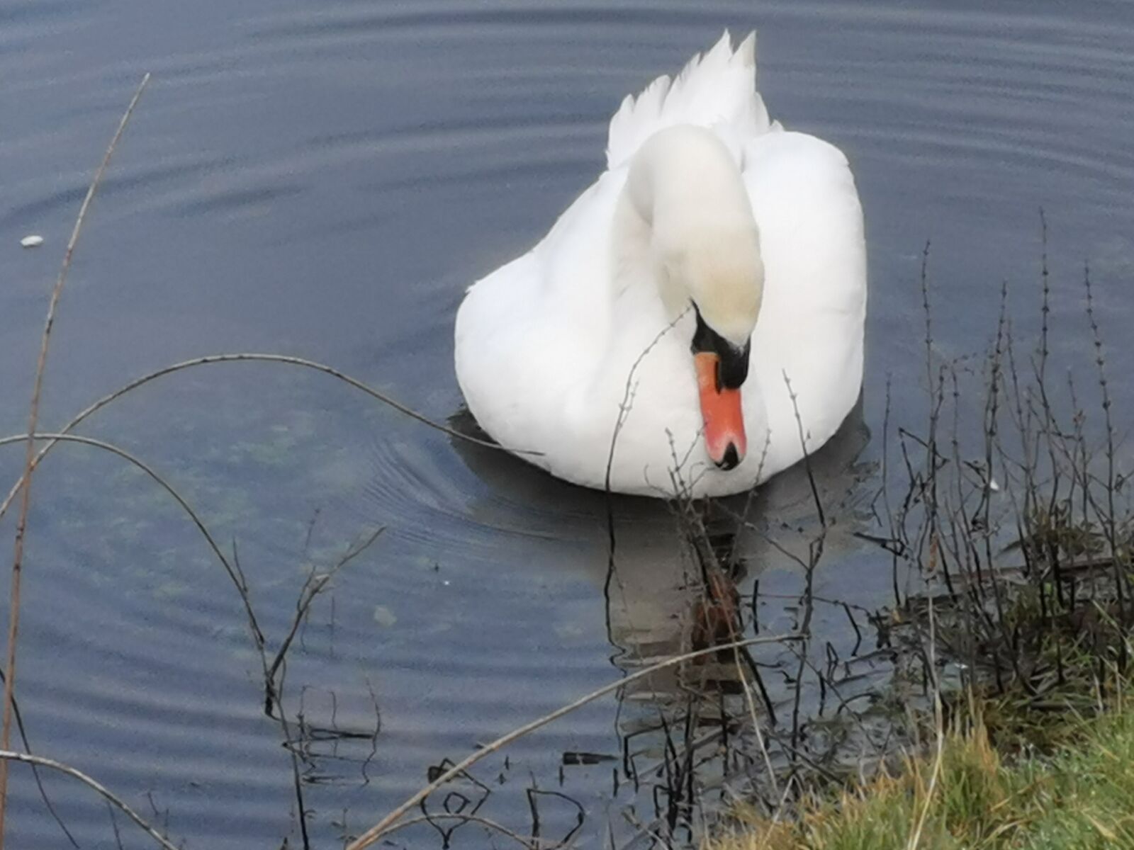 HUAWEI P30 sample photo. Swan, lake, reflected photography