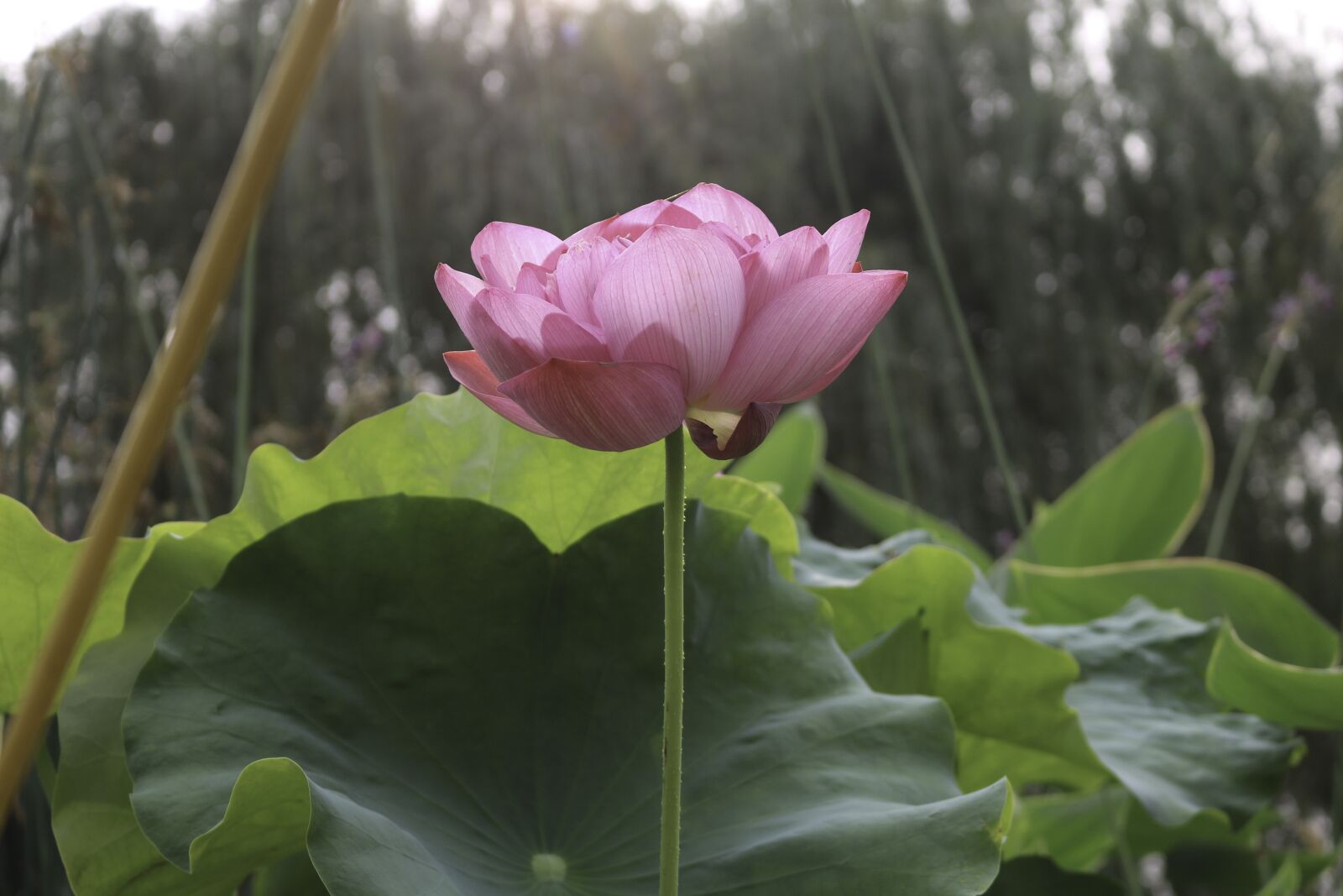 Canon EOS 750D (EOS Rebel T6i / EOS Kiss X8i) sample photo. Lotus, flower, water photography
