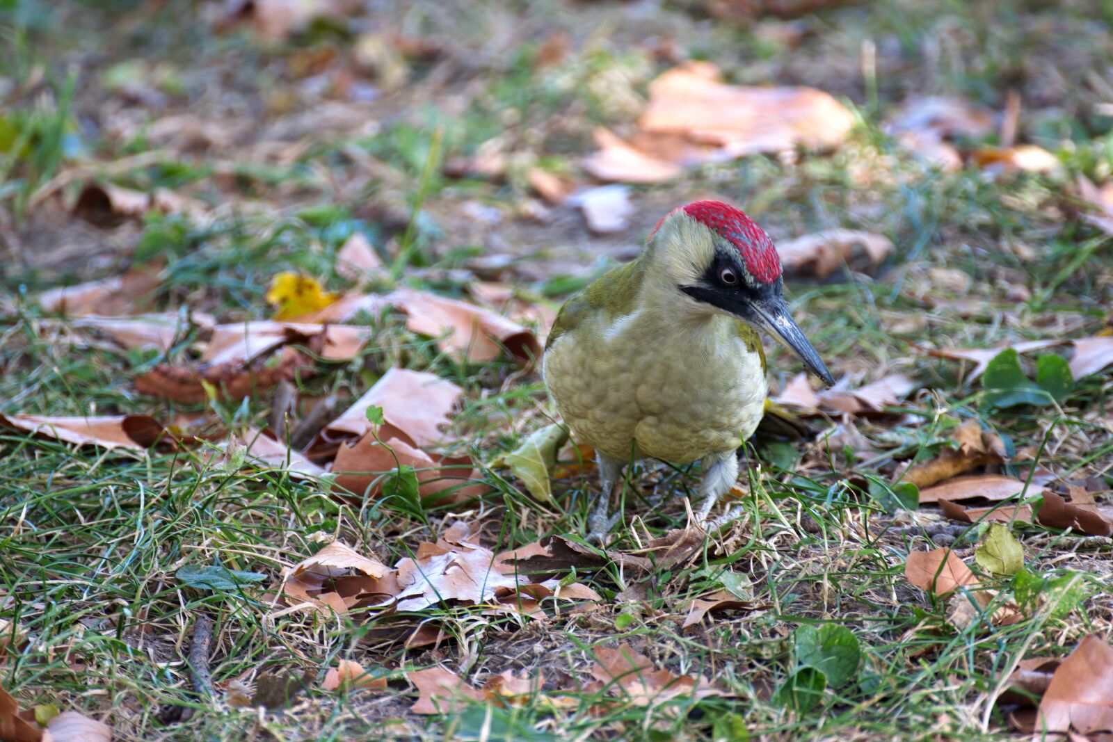 Nikon D5300 sample photo. Bird, woodpecker, plumage photography