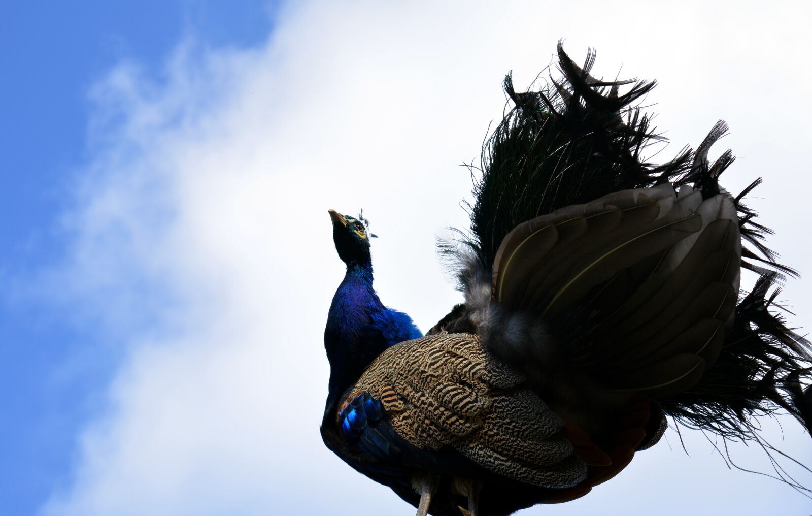 Nikon D3200 sample photo. Peacock, galliformes, pavo cristatus photography