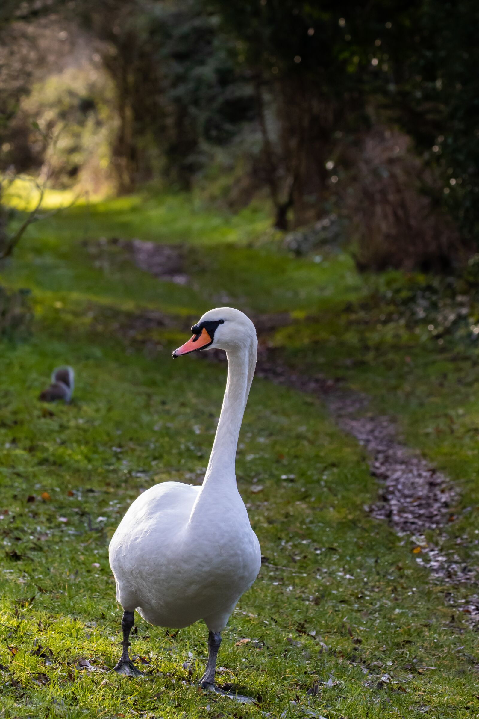 Canon EOS 7D Mark II sample photo. Swan, standing swan, white photography