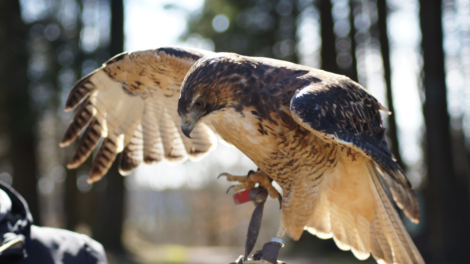 Sony SLT-A55 (SLT-A55V) sample photo. Raptor, nature, wing photography
