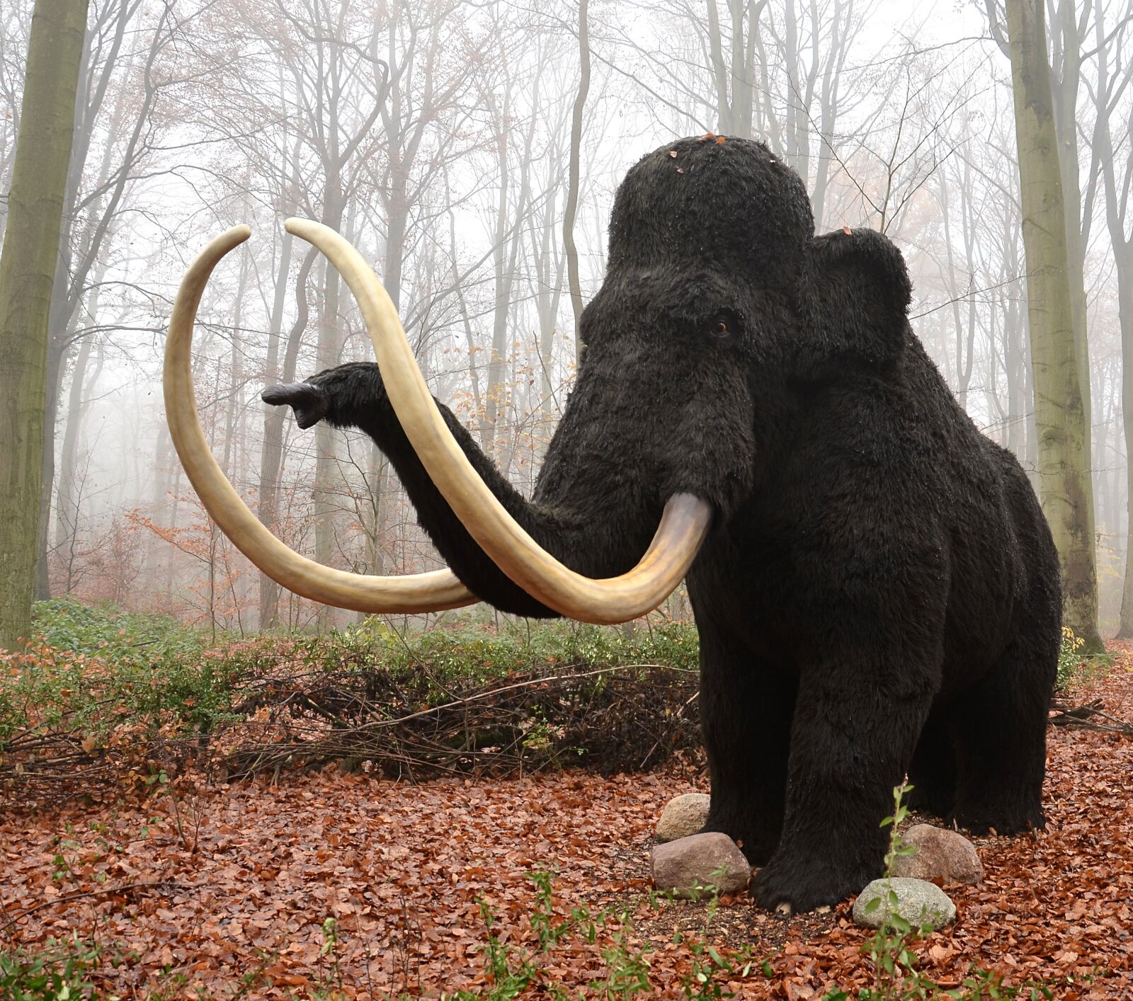 Nikon D5100 sample photo. Mamut, mammal, extinct photography