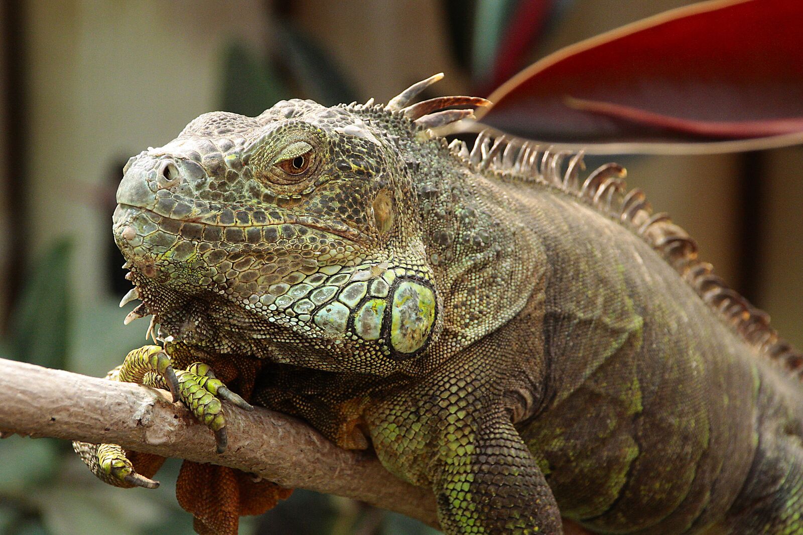 Canon EOS 40D sample photo. Germany, berlin, zoo photography