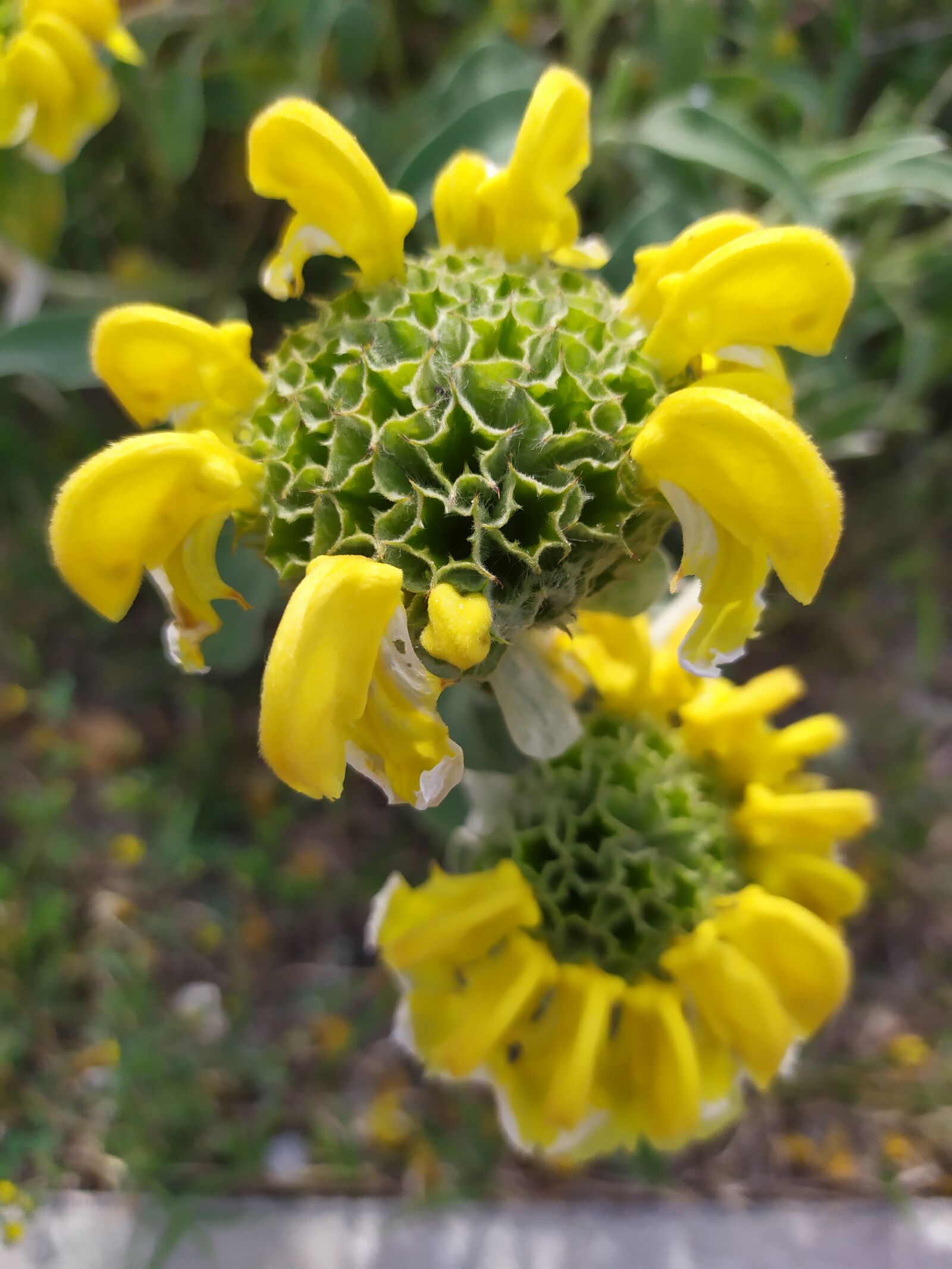 Xiaomi Redmi Note 7 sample photo. Sage of jerusalem, plant photography