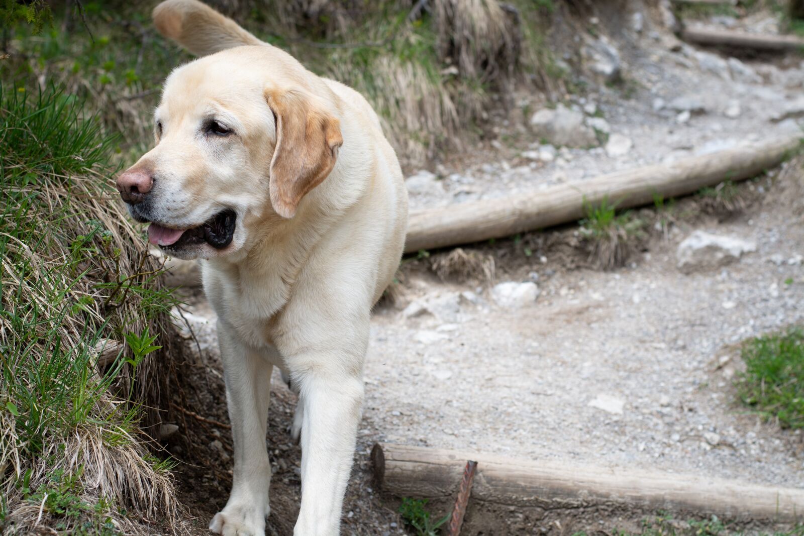 Nikon D7100 sample photo. Labrador, dog, out photography