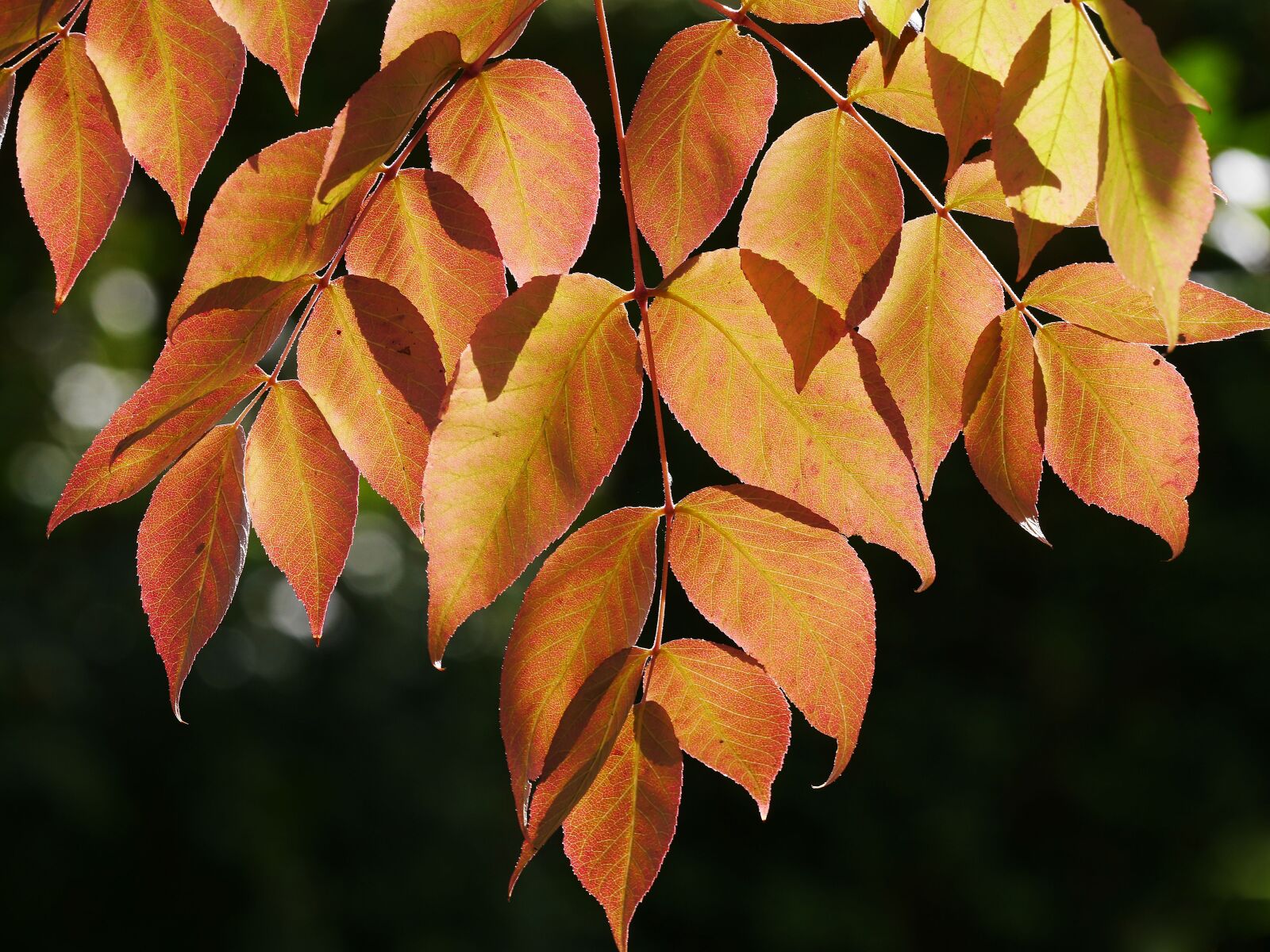 Panasonic Lumix DMC-GH3 sample photo. Fall foliage, fall leaves photography