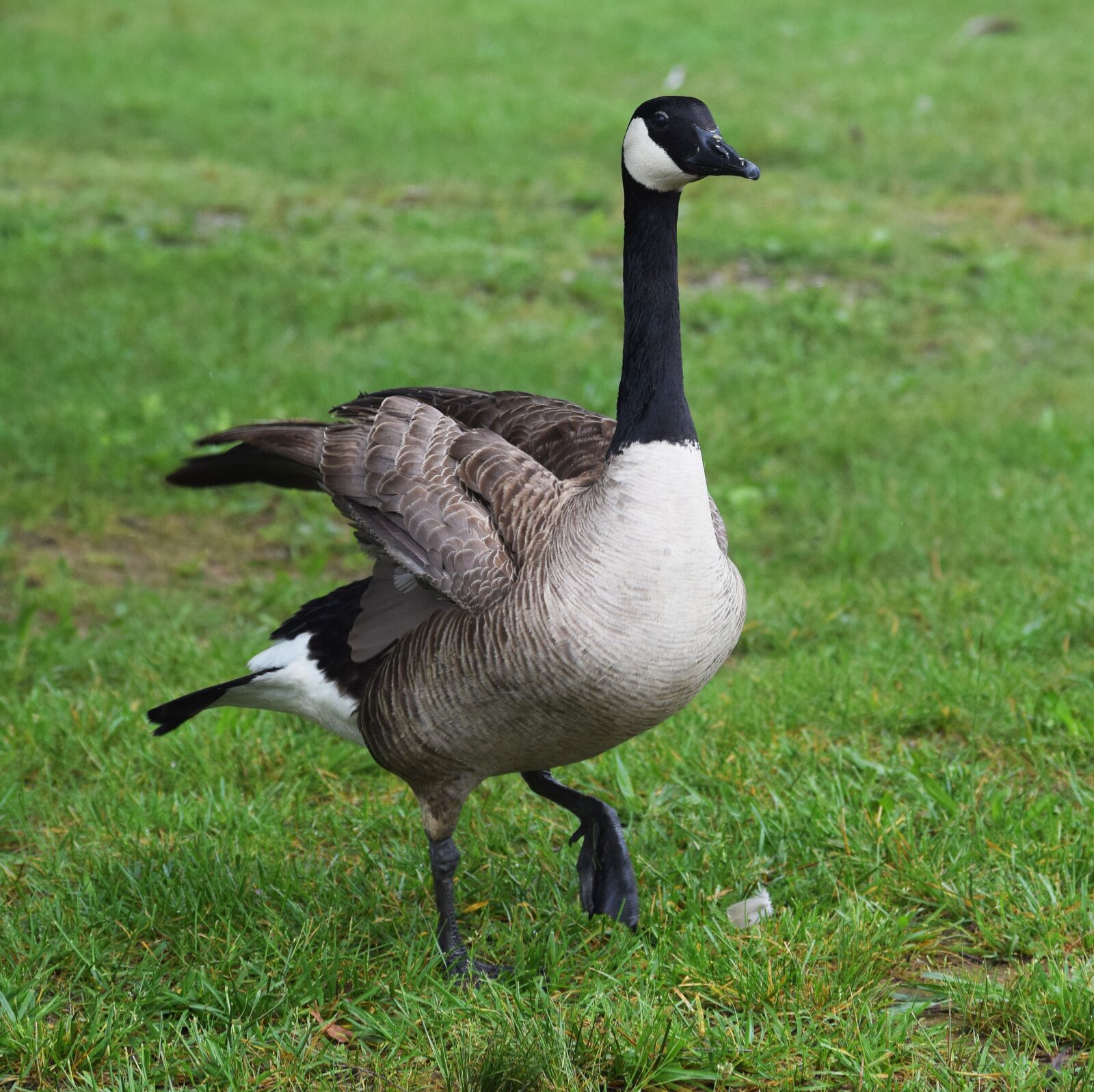 Nikon D3300 sample photo. Goose fluffing wings, canada photography