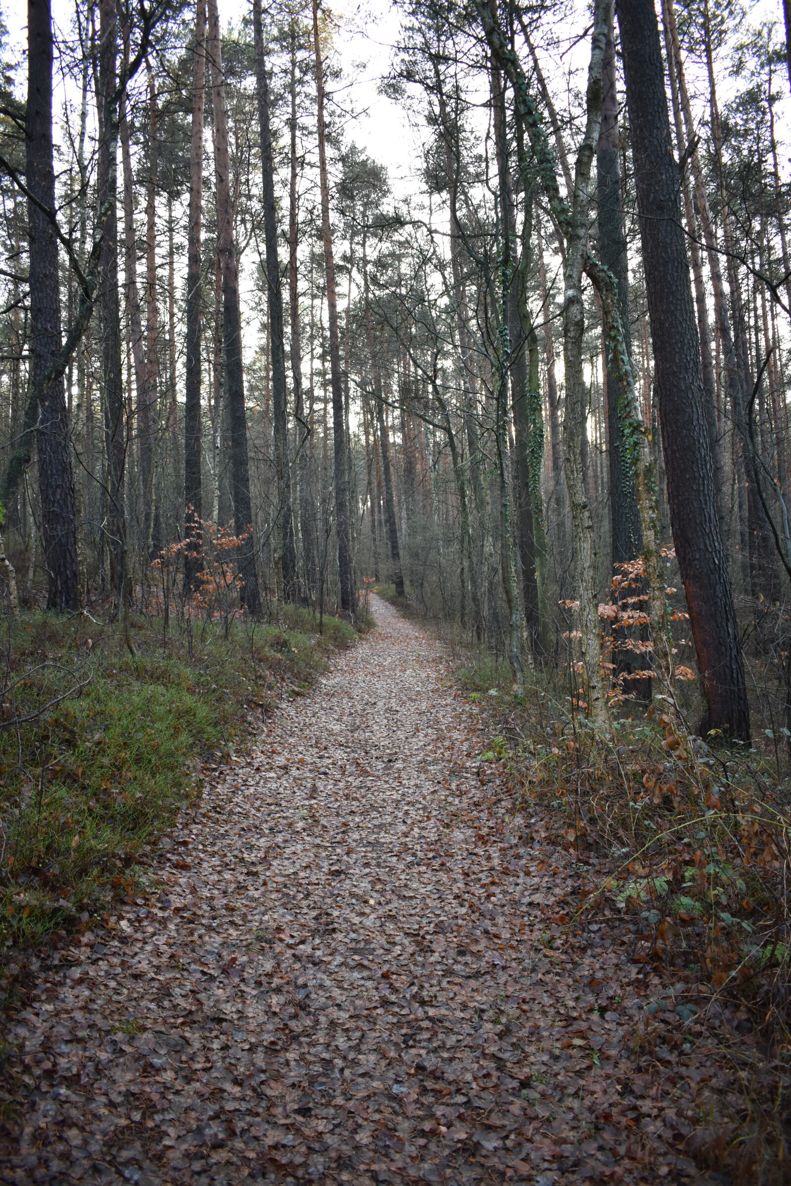 Nikon D3400 sample photo. Forest, away, path photography