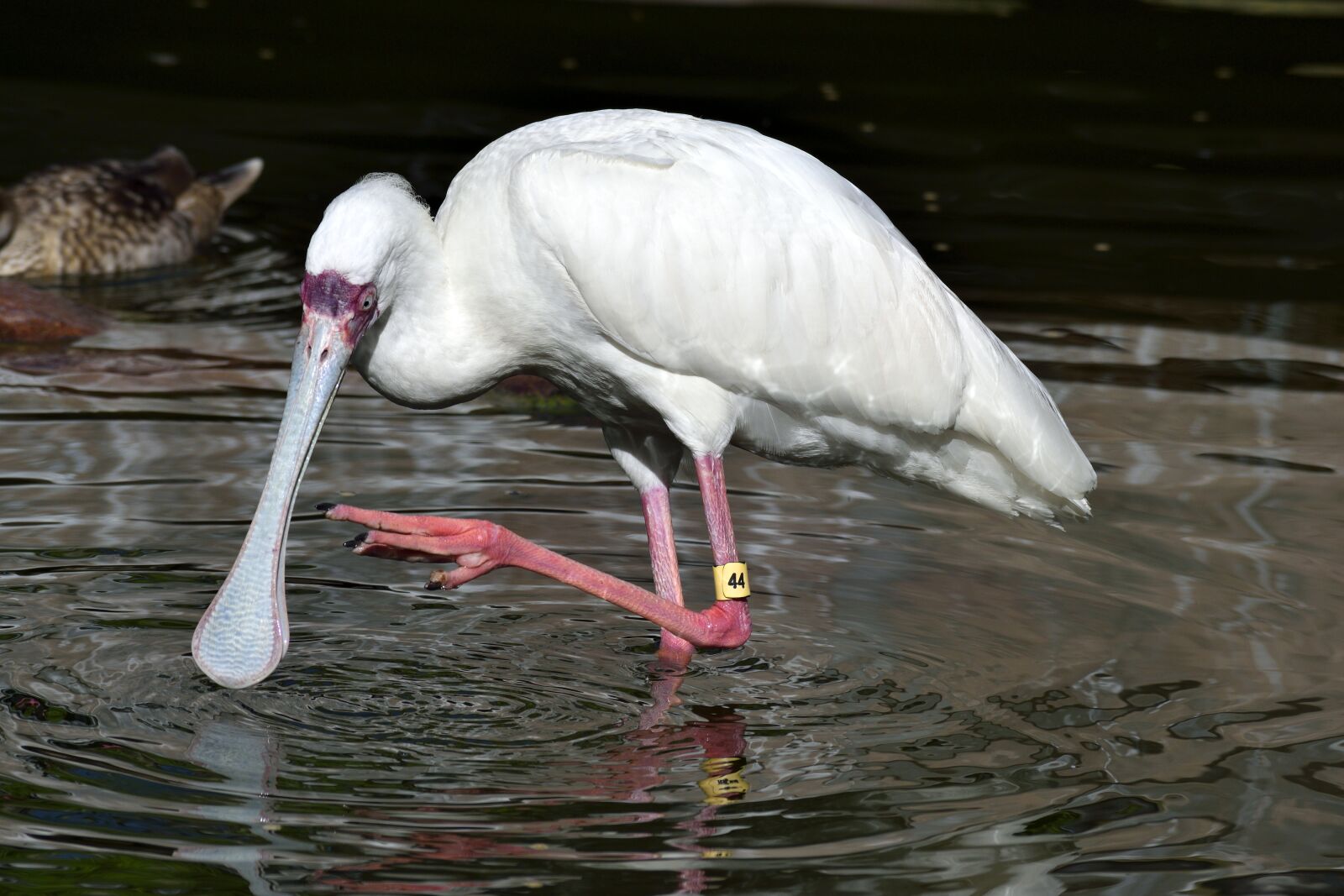 Nikon D3300 sample photo. Spoonbill bird, bird, avian photography