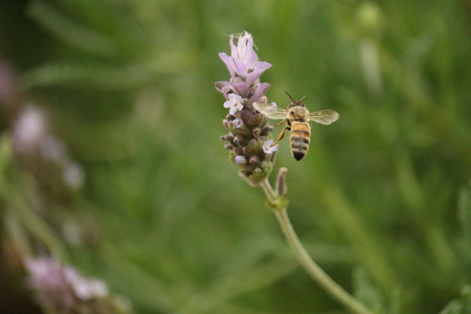 Canon EOS 7D Mark II + Canon EF-S 55-250mm F4-5.6 IS STM sample photo. Insect, bee, flower photography