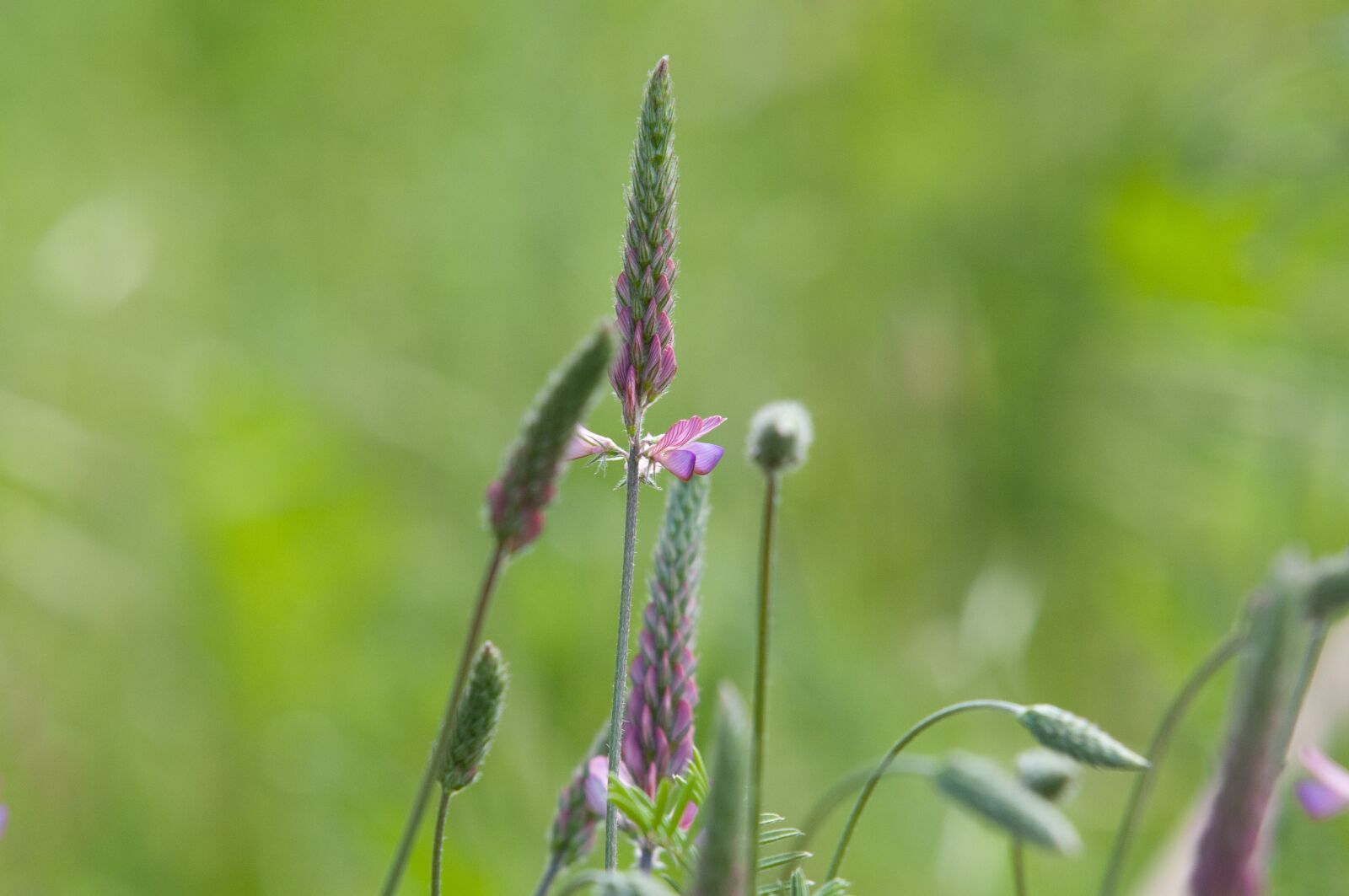 Nikon D300S sample photo. Flower meadow, wildflowers, wild photography