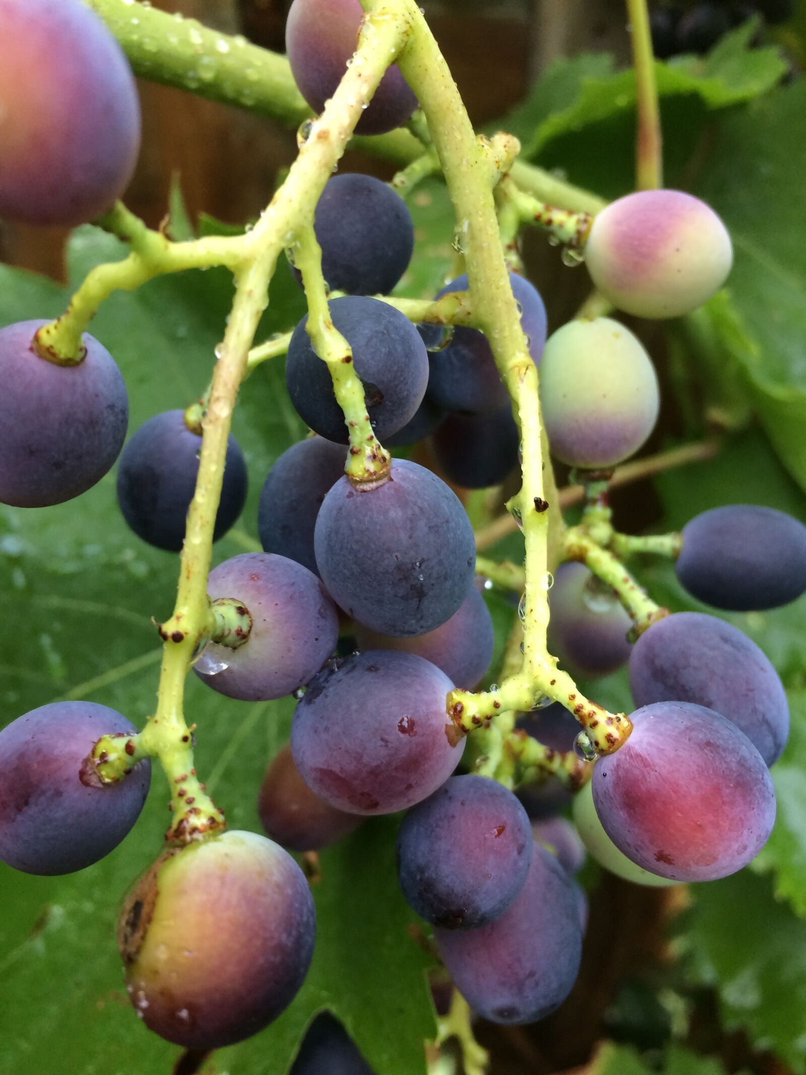 Apple iPhone 5s sample photo. Grapes, harvest, vine photography