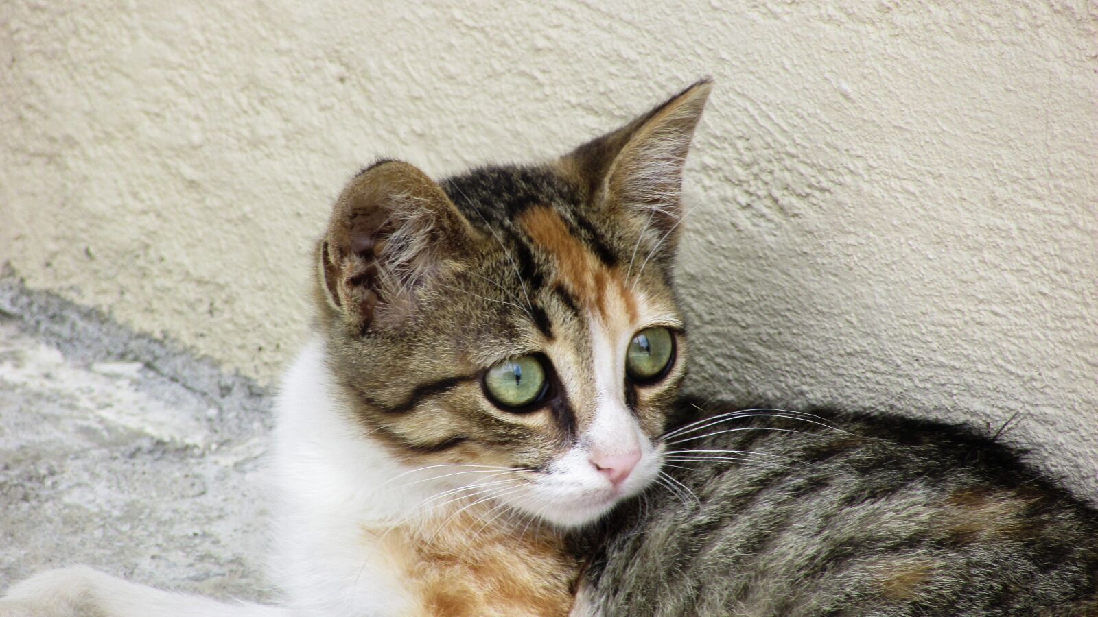 Canon PowerShot SX400 IS sample photo. Cat, stray, looking photography