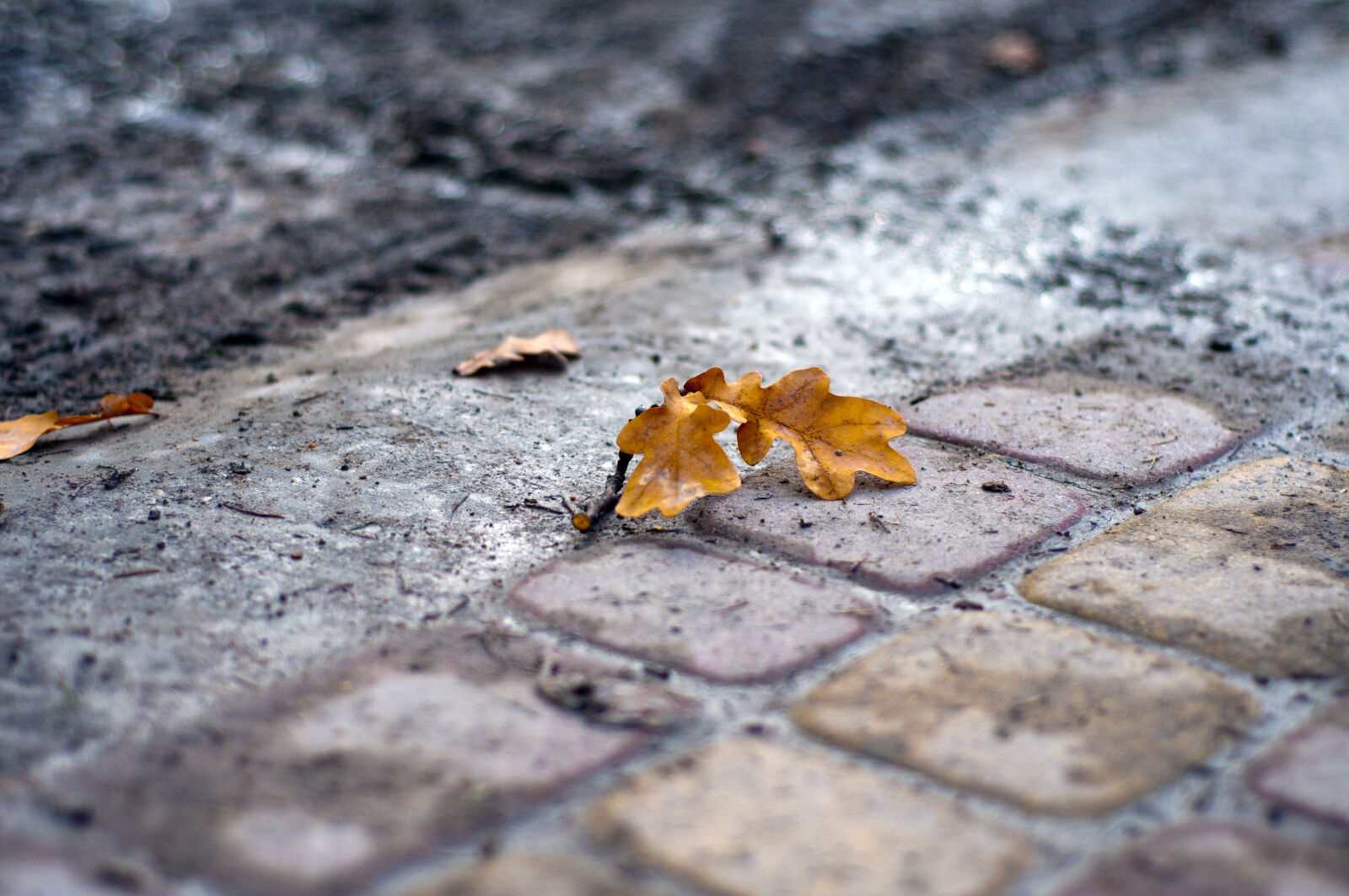 Nikon D300S + Nikon AF Nikkor 50mm F1.8D sample photo. Leafs, road photography