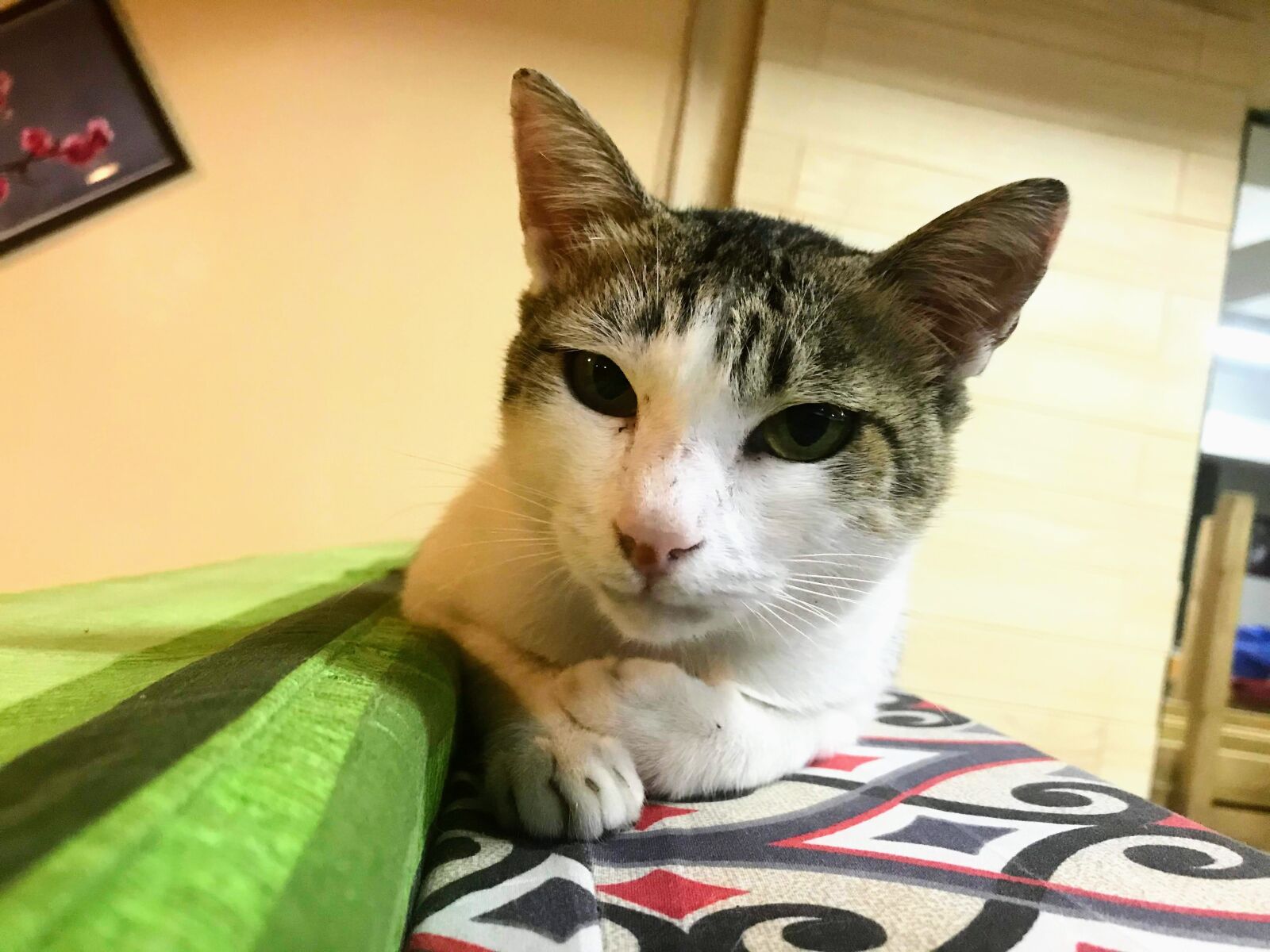 iPhone 7 back camera 3.99mm f/1.8 sample photo. Cat, feline, cute photography
