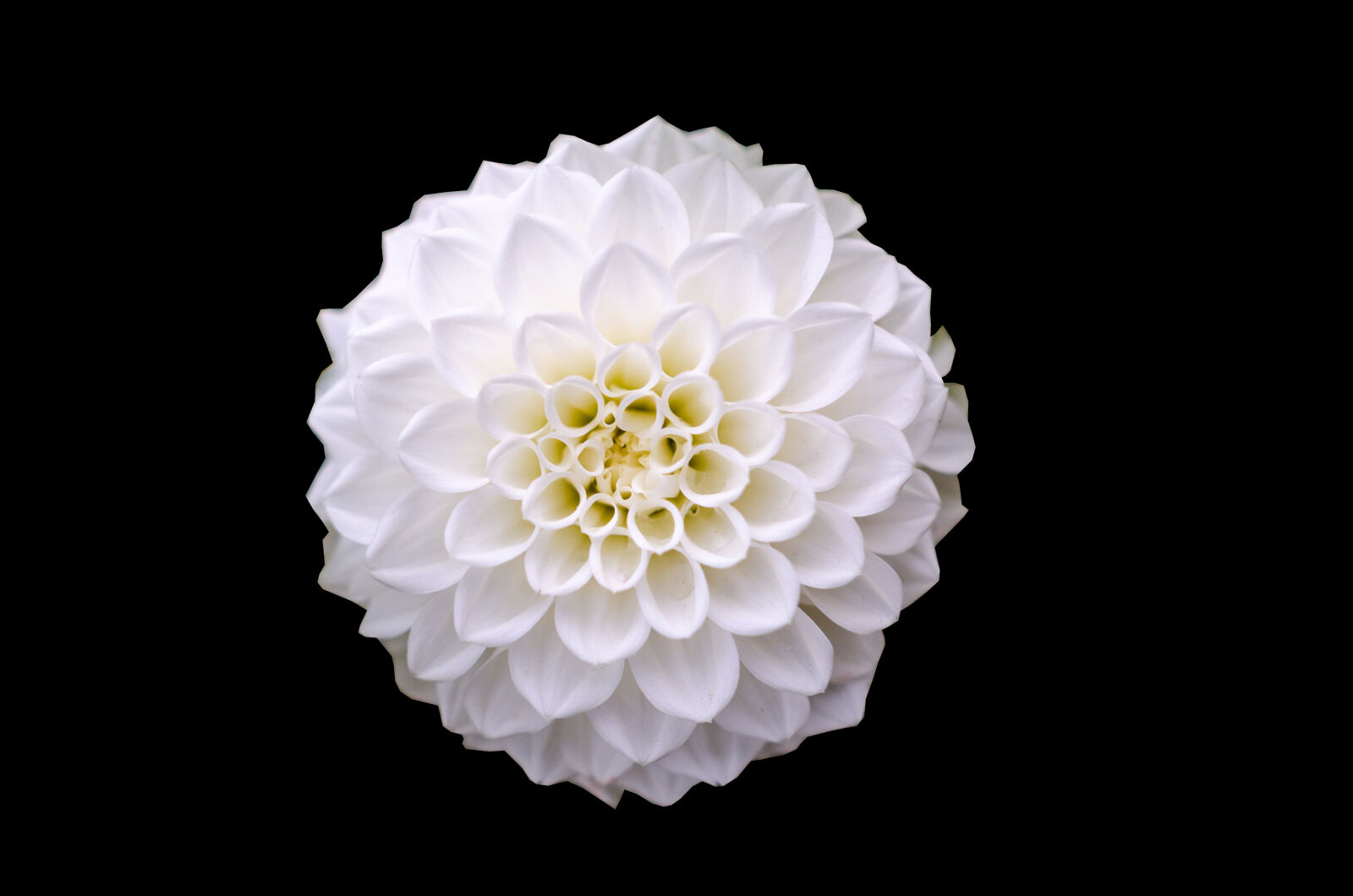 Nikon D5100 sample photo. Macro, shot, of, white photography