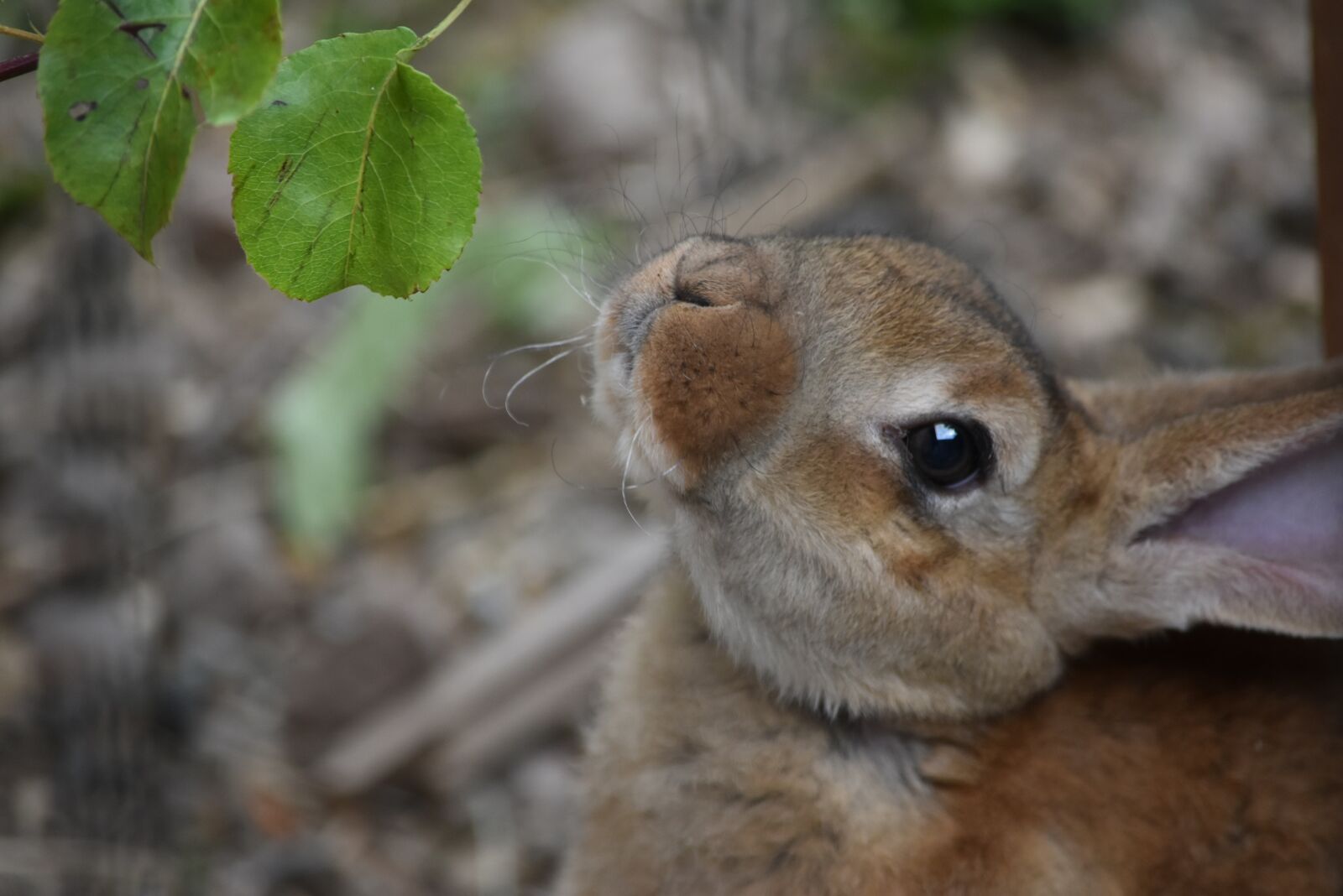 Nikon D5500 sample photo. Hare, bunny, rabbit photography