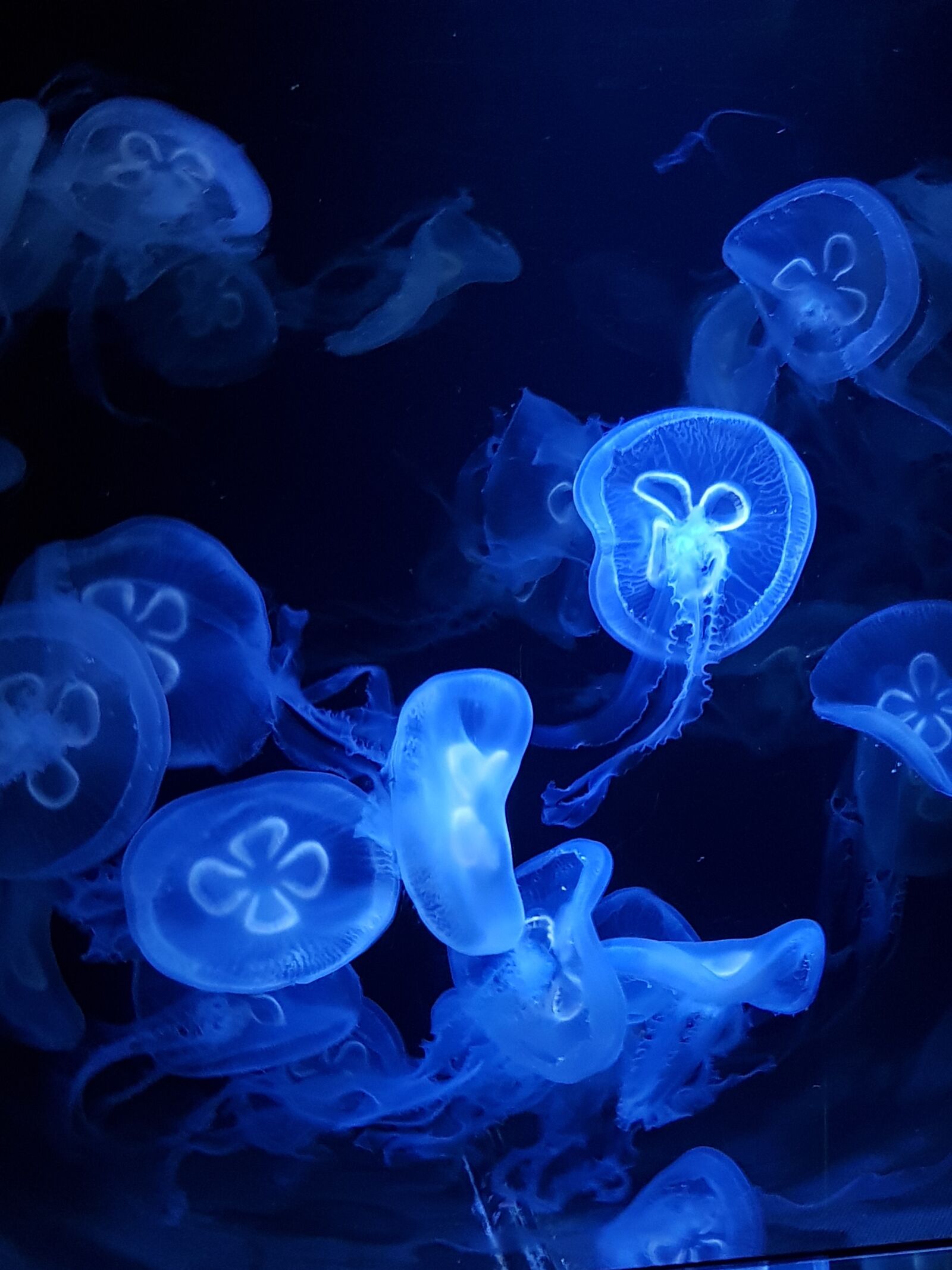 Samsung Galaxy S8 sample photo. Underwater, jellyfish, desktop photography