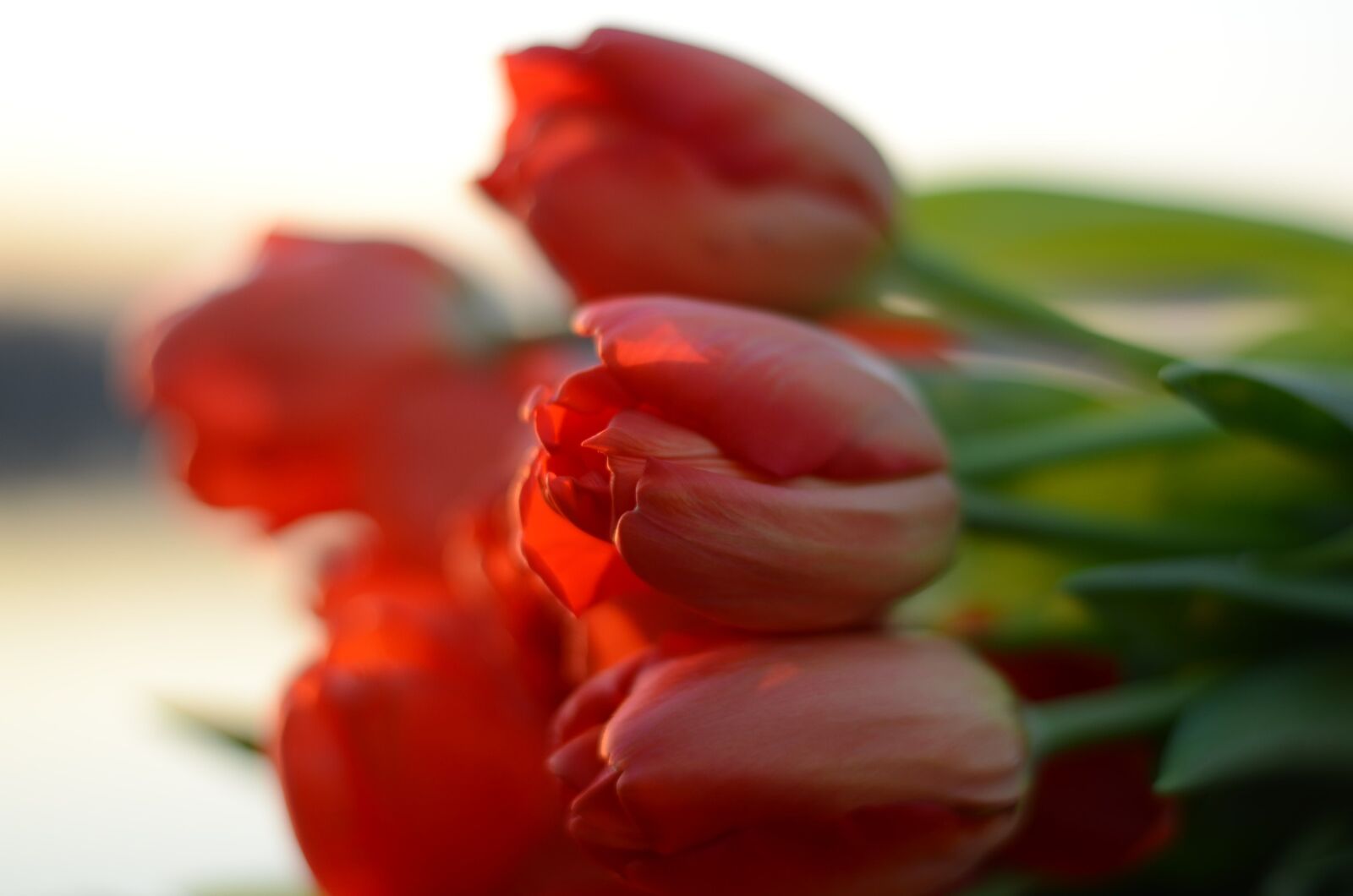 Nikon D5100 sample photo. Flower, nature, no one photography