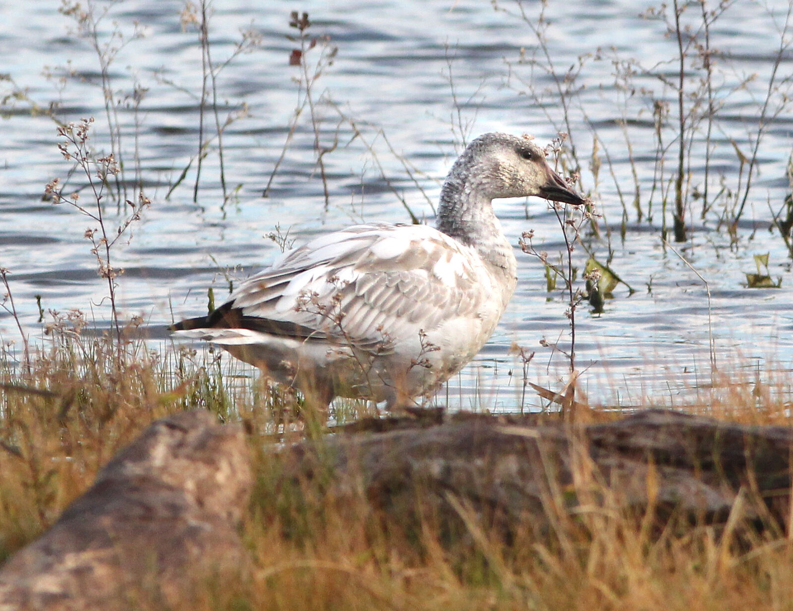 Canon EF 300mm F4L IS USM sample photo