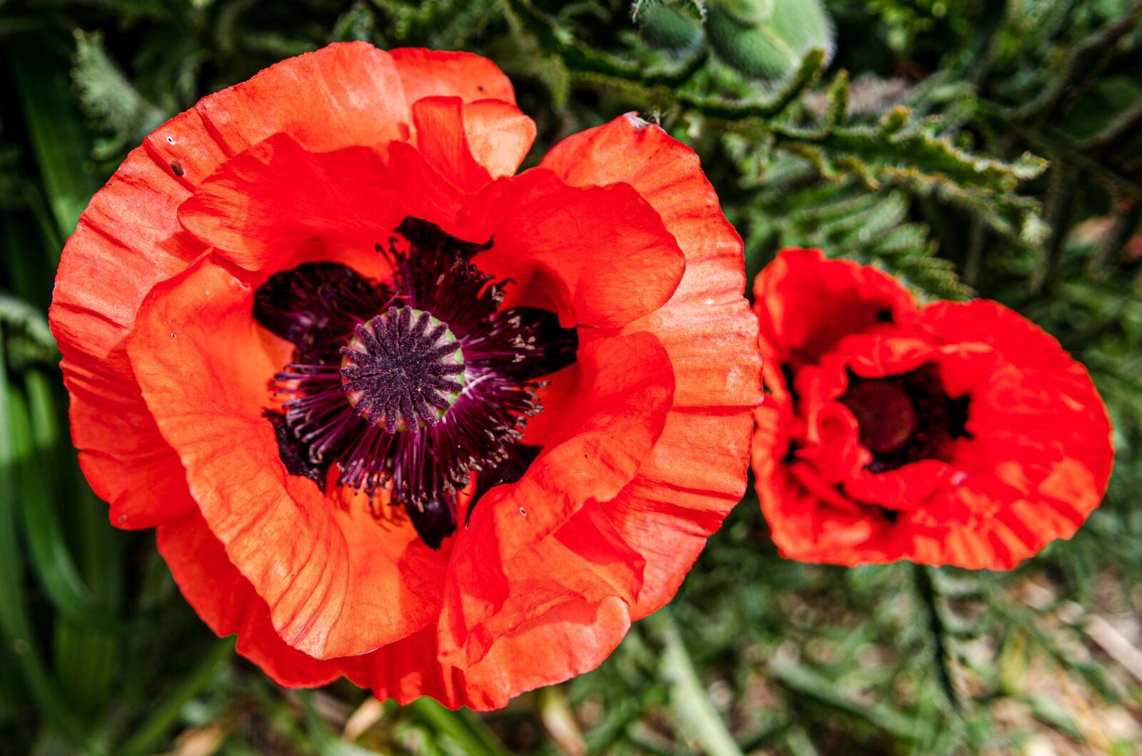 Nikon D7000 sample photo. Flower, red, garden photography