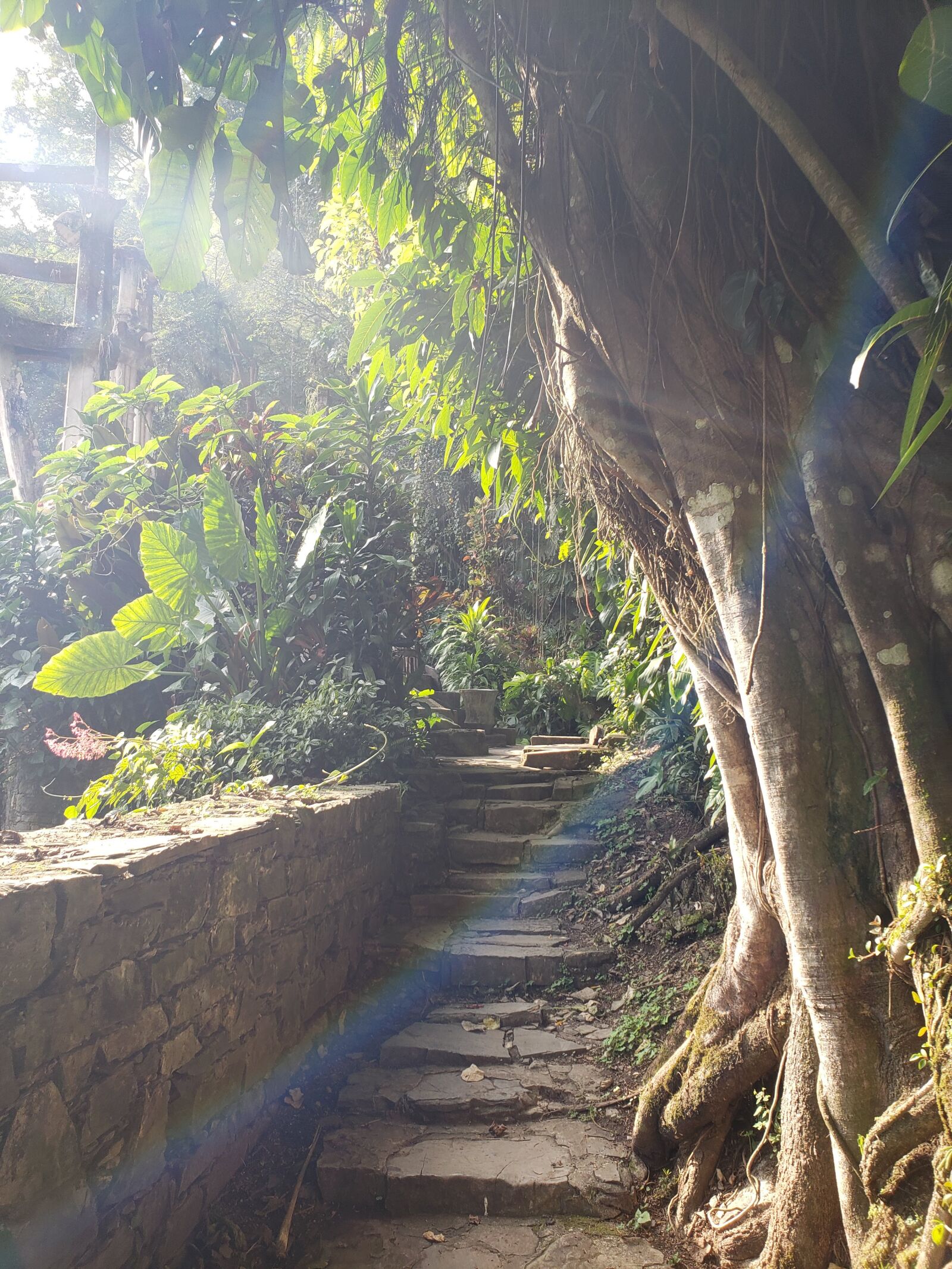Samsung Galaxy S9+ sample photo. Green, nature, leaf photography