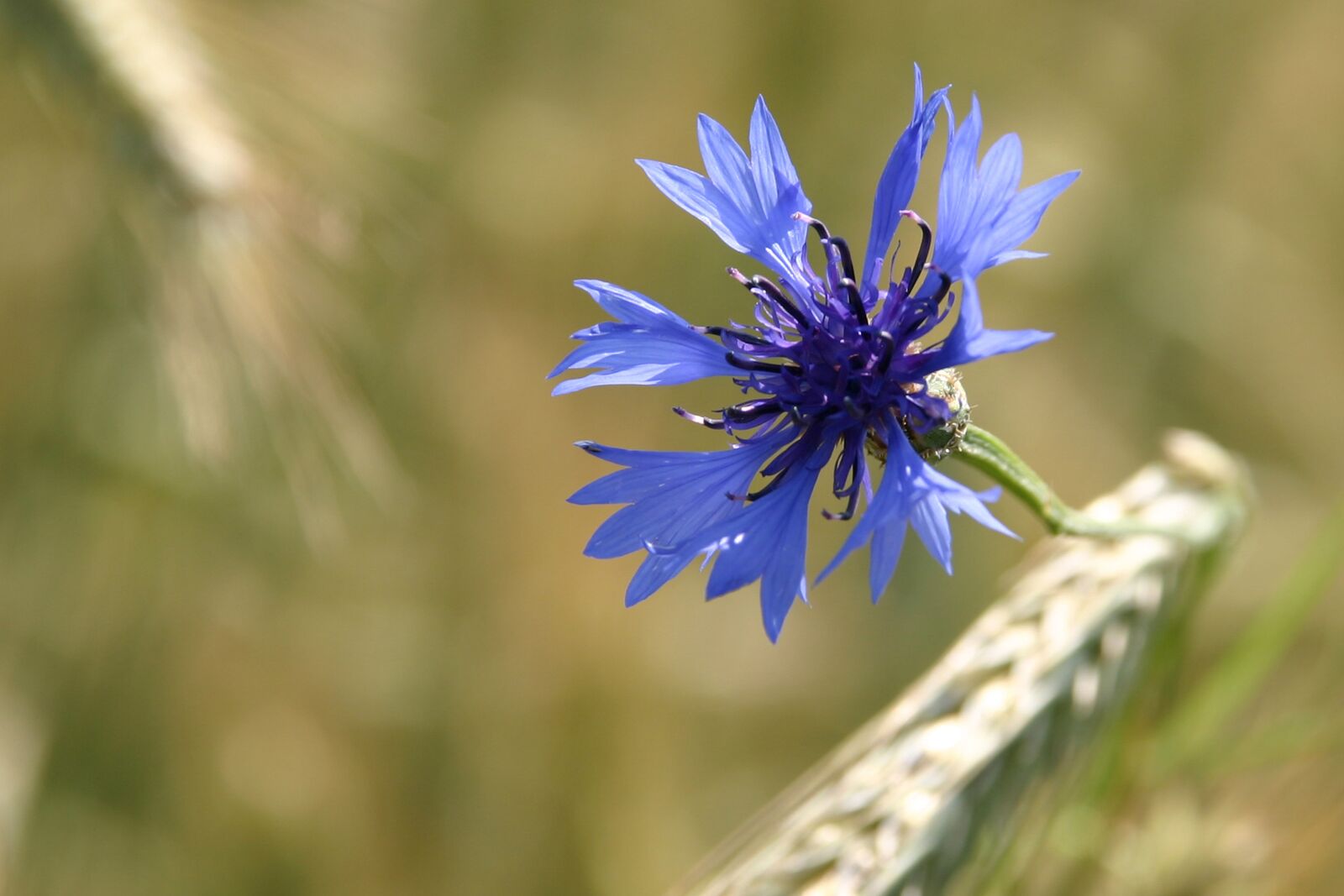 Canon EOS 300D (EOS Digital Rebel / EOS Kiss Digital) sample photo. Cornflower, blue, cornfield photography