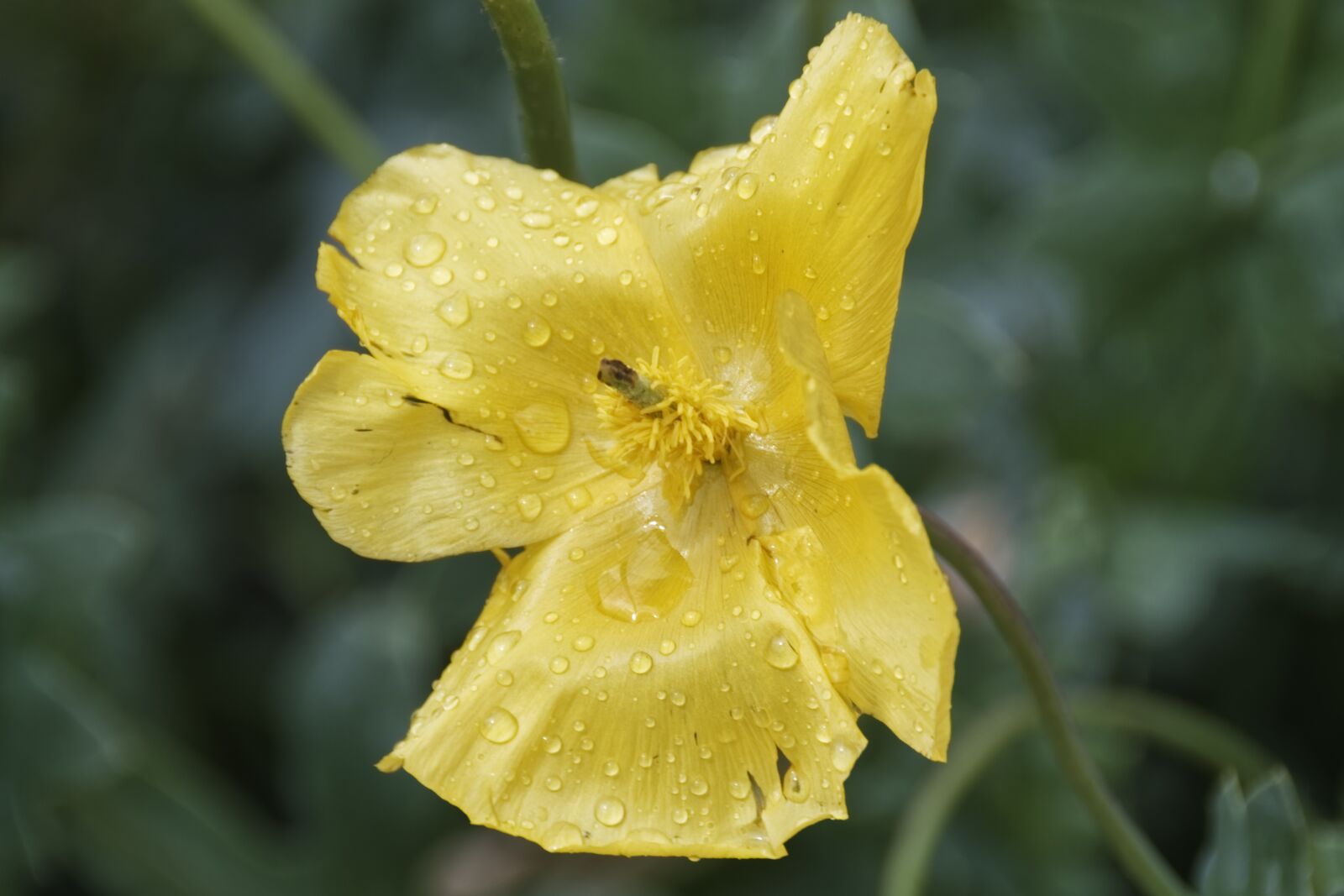 Nikon D500 sample photo. Flower, blossom, bloom photography