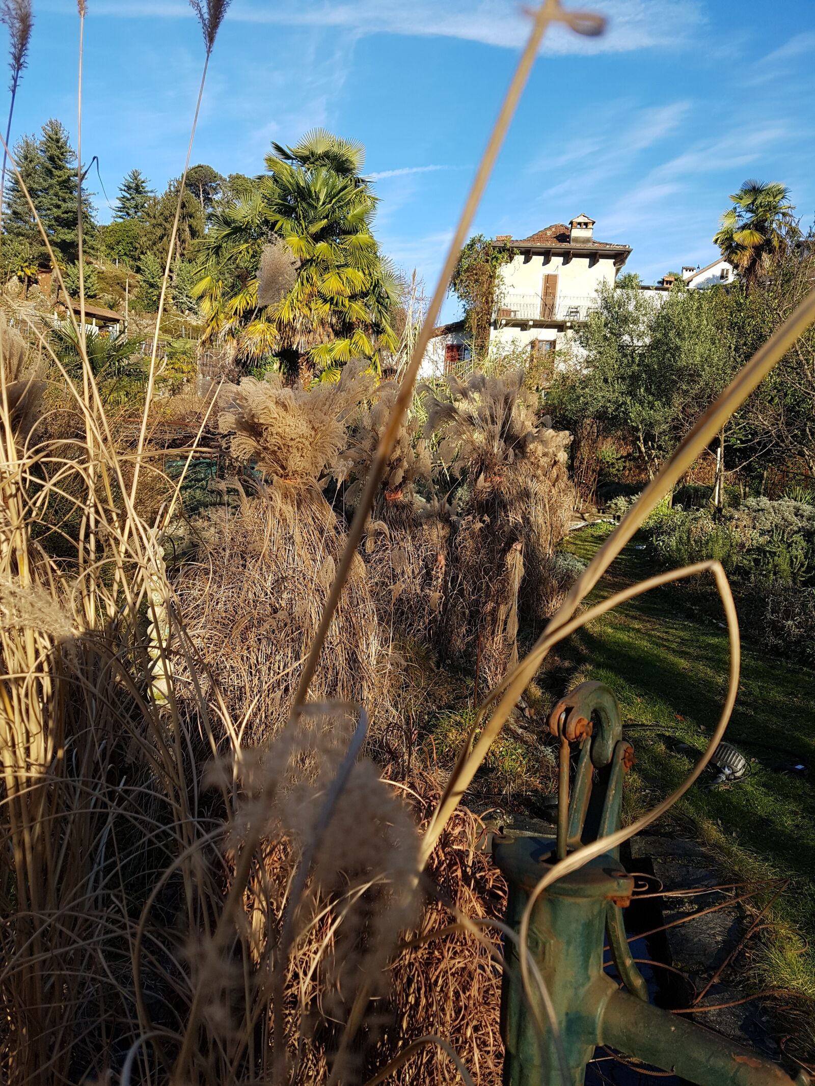 Samsung Galaxy S7 sample photo. Ticino, reed, garden photography