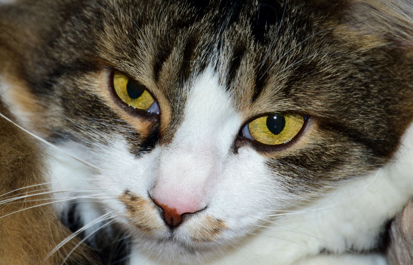 Nikon D3300 sample photo. Cat, domestic cat, head photography