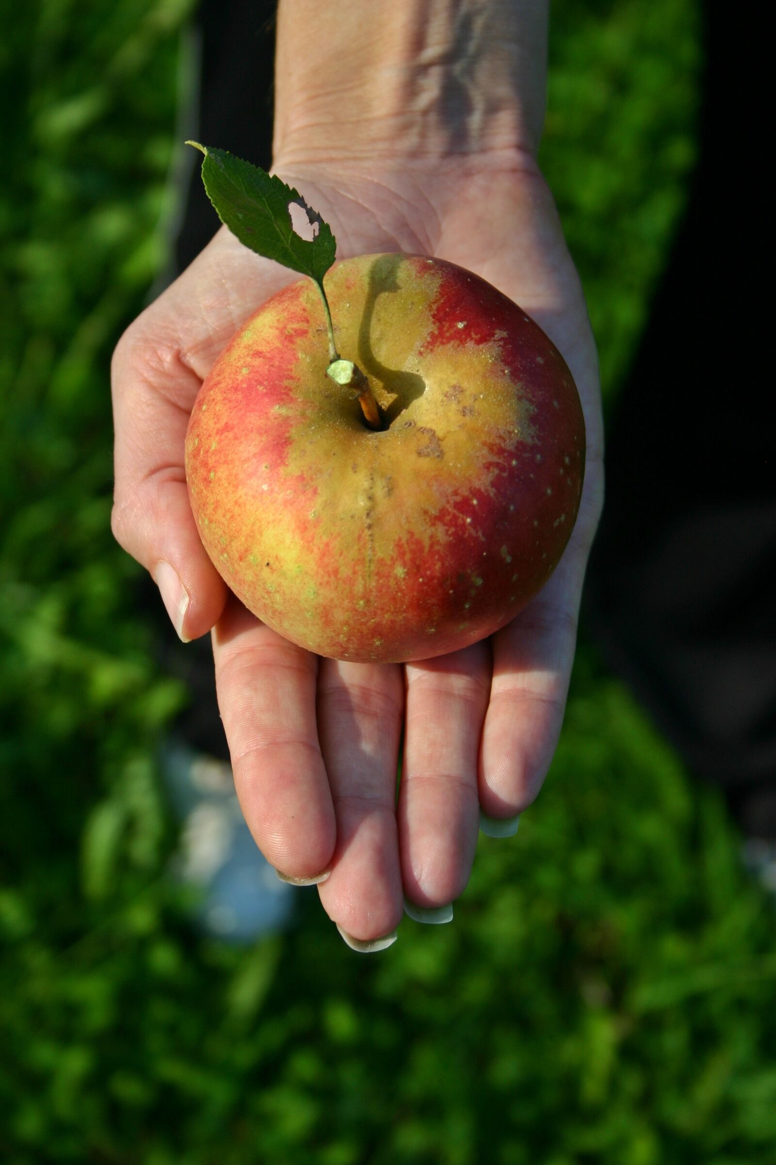 Canon EOS 300D (EOS Digital Rebel / EOS Kiss Digital) sample photo. Apple, fruit, ripe photography