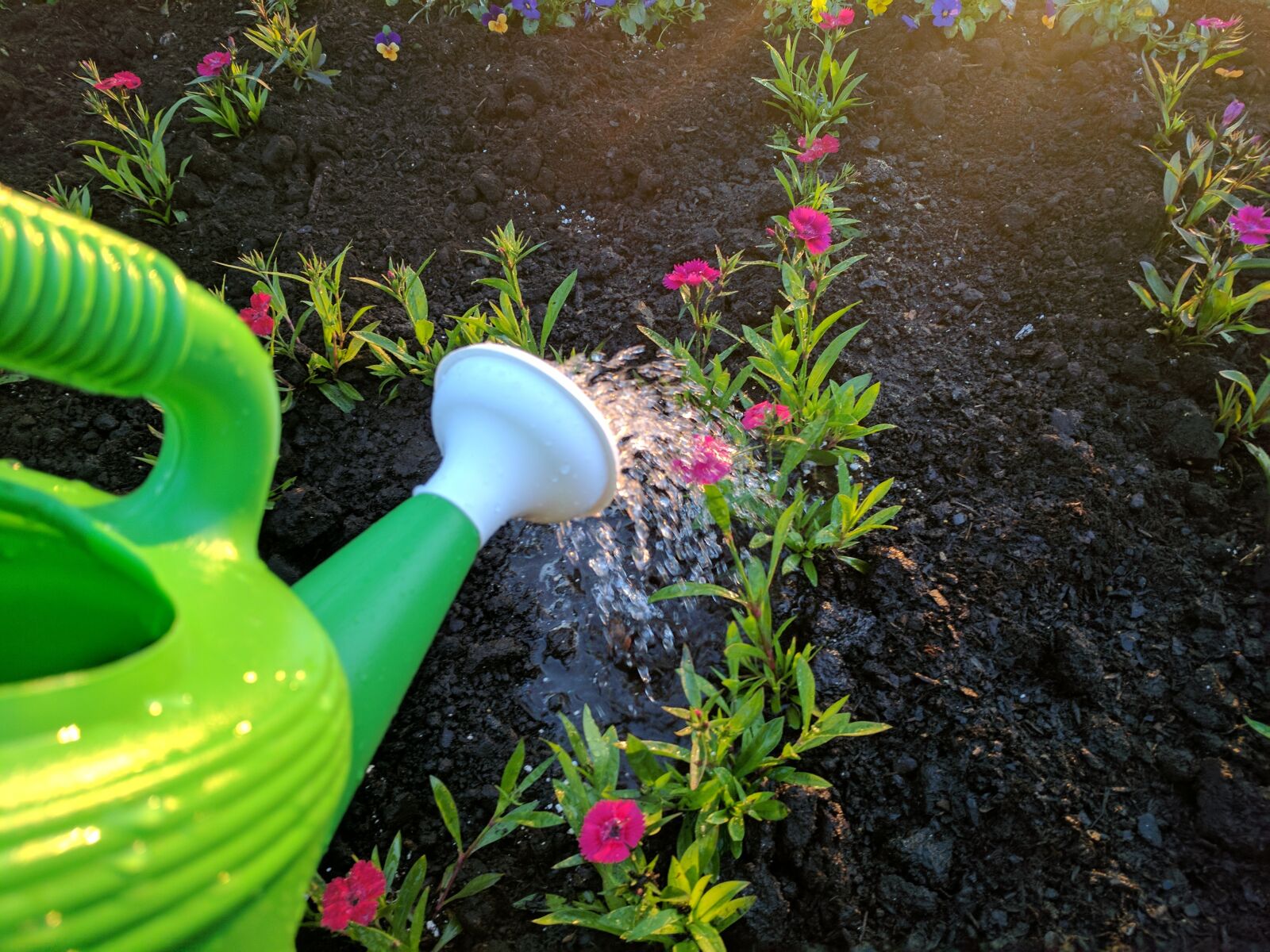 Google Pixel sample photo. Watering, flower, purple photography