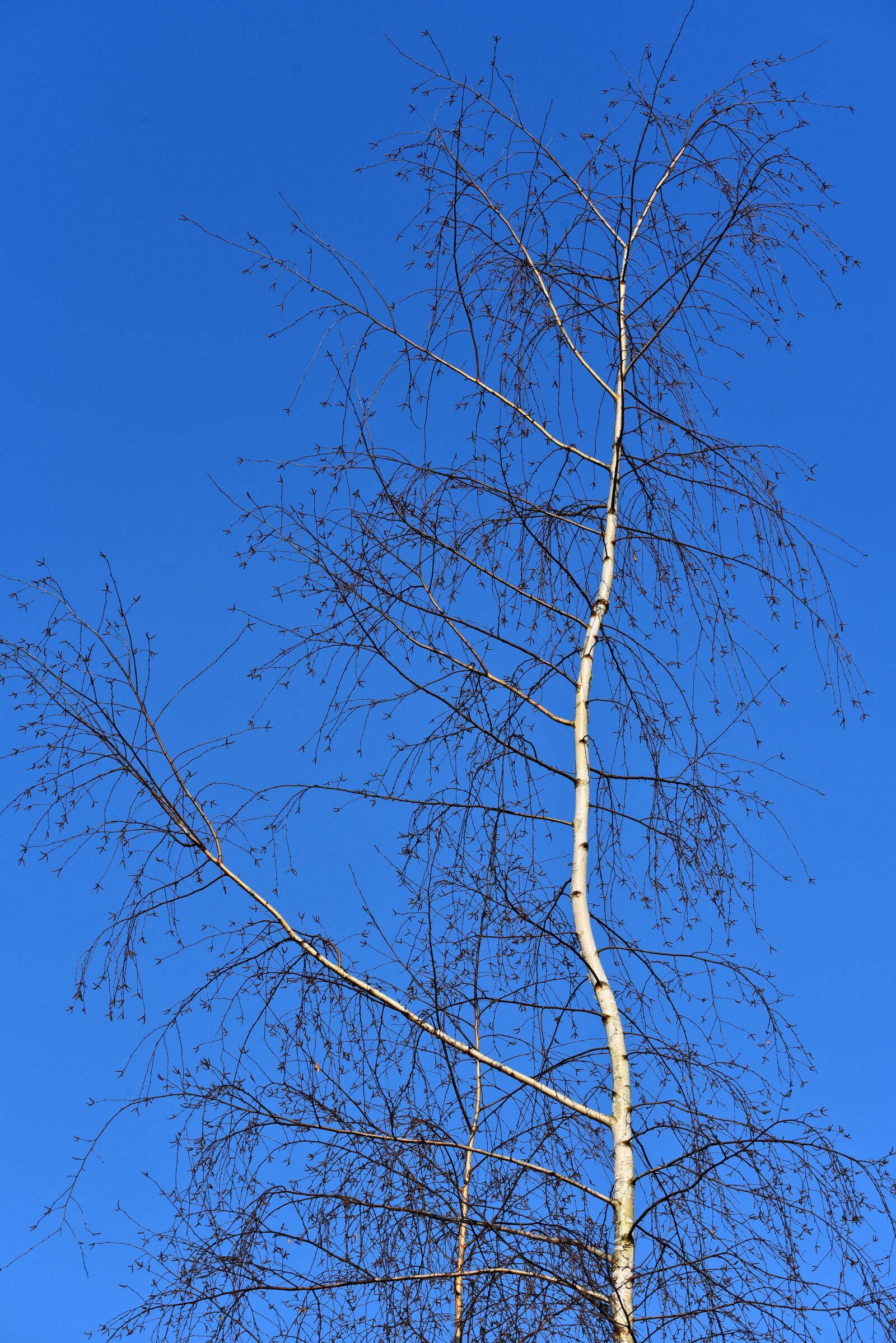 Nikon D750 sample photo. Birch, white birch, paper photography