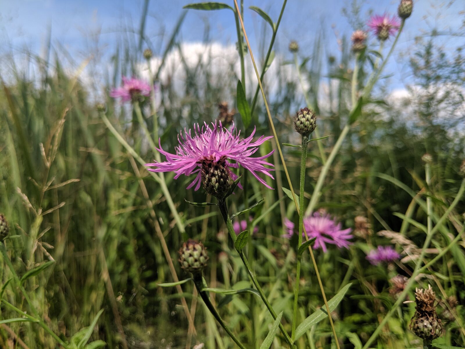 Google Pixel 2 XL sample photo. Flowers, clouds, summer photography