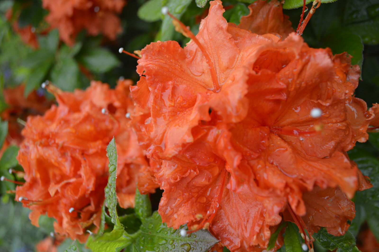 Nikon D3200 sample photo. Flower, orange photography