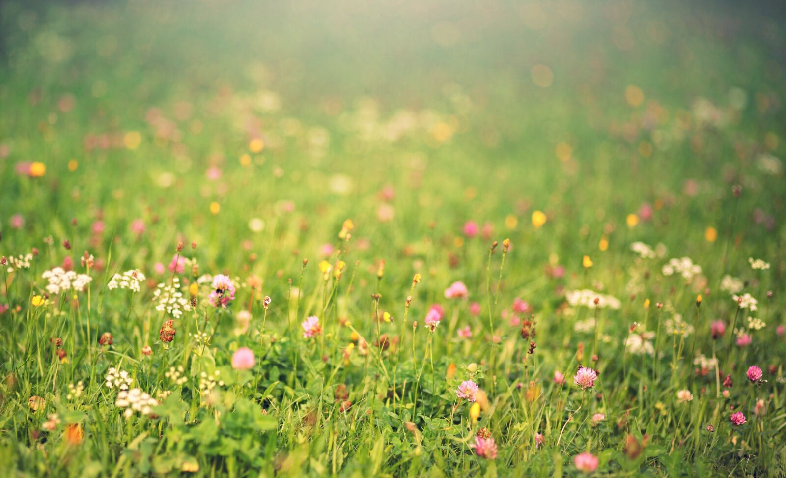 Canon EOS 5D sample photo. Meadow, light, dandelion photography